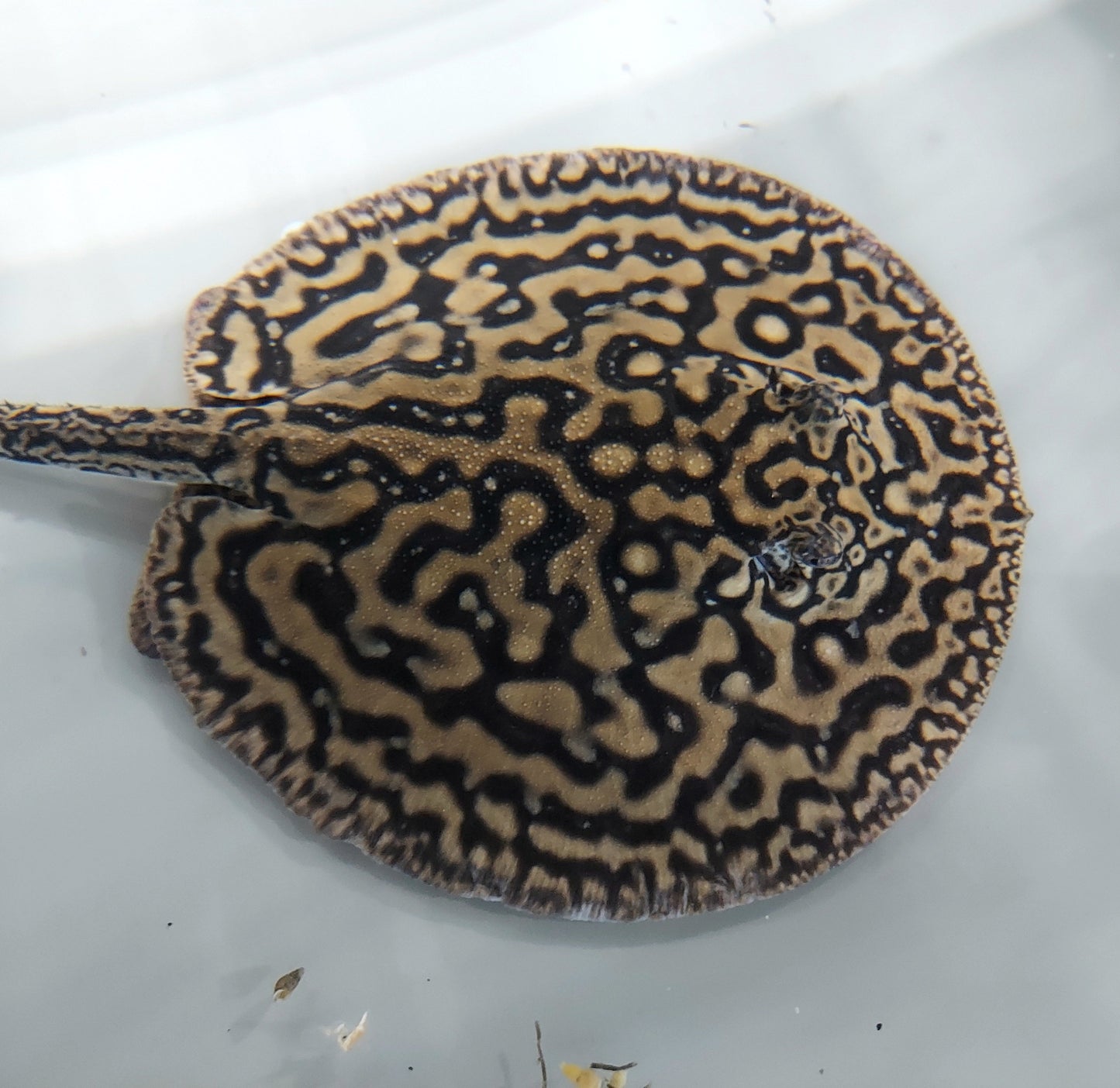Designer Hybrid Stingray (Potamotrygon sp)