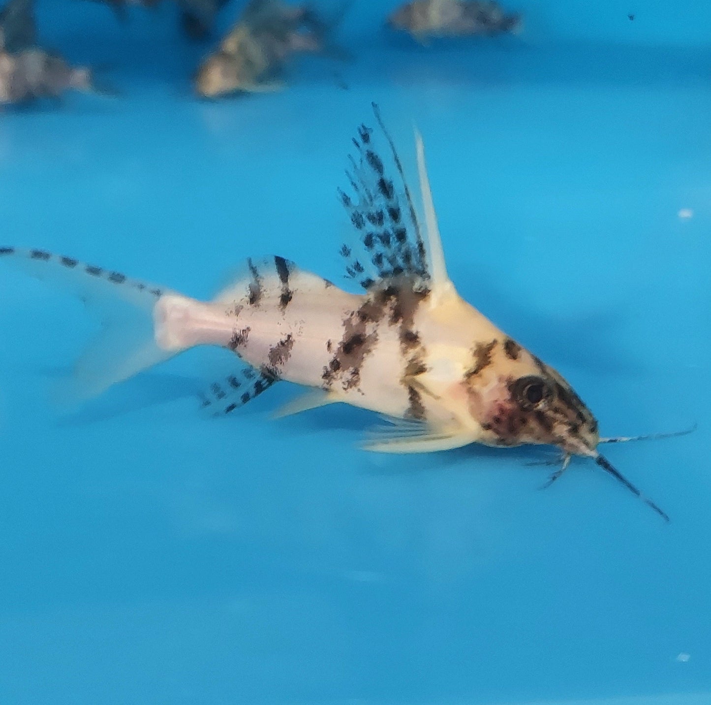 Paradox Albino Marbled Featherfin Catfish (Synodontis eupterus)
