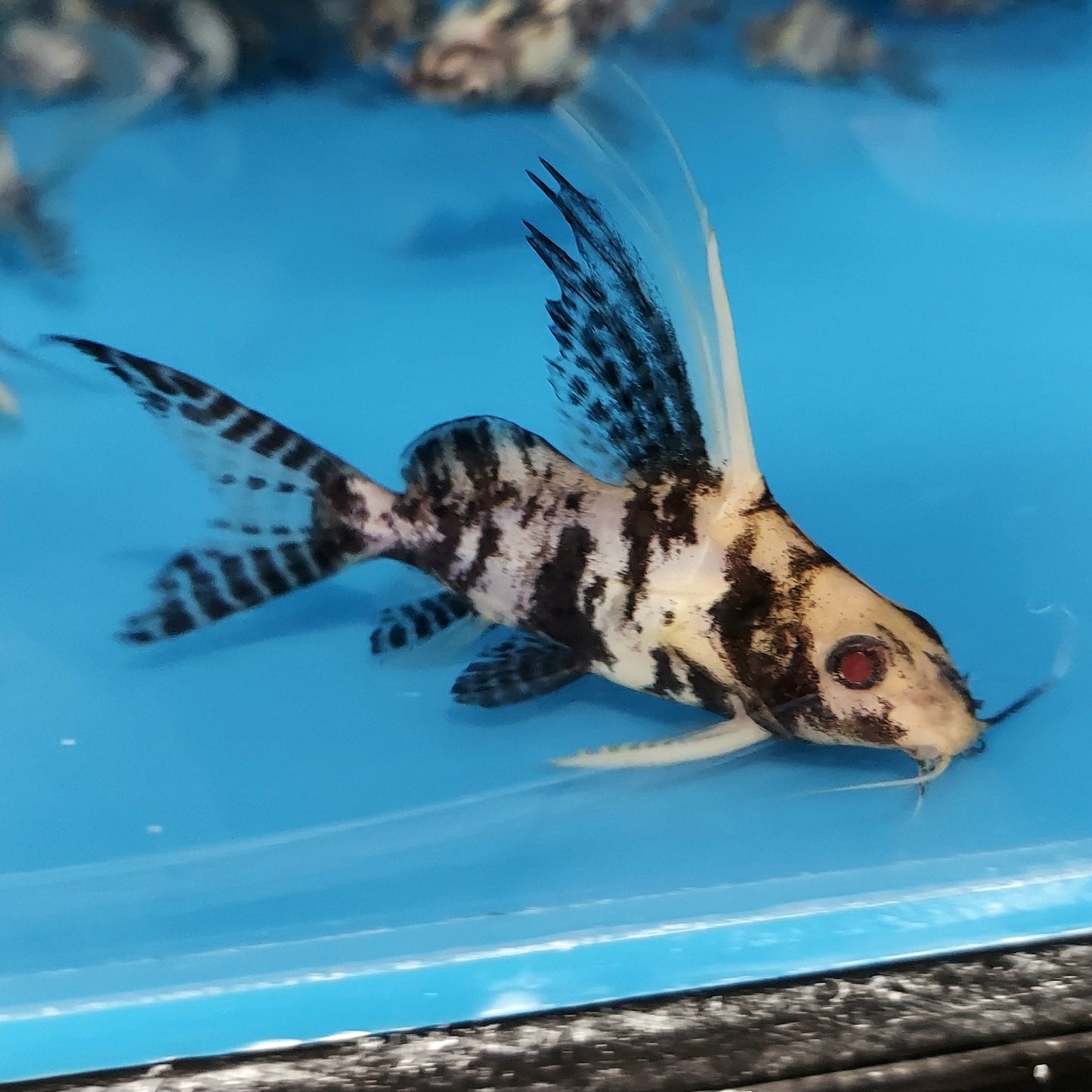Paradox Albino Marbled Featherfin Catfish (Synodontis eupterus)