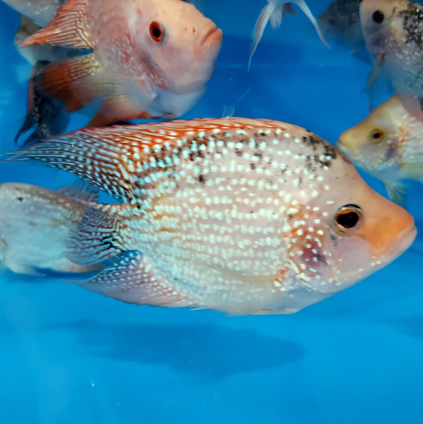 Red Texas Cichlid (Herichthys cyanoguttatus sp)
