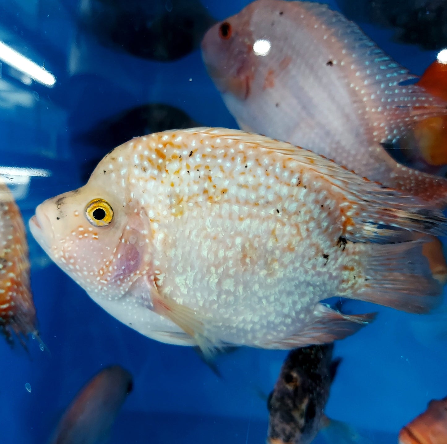 Red Texas Cichlid (Herichthys cyanoguttatus sp)