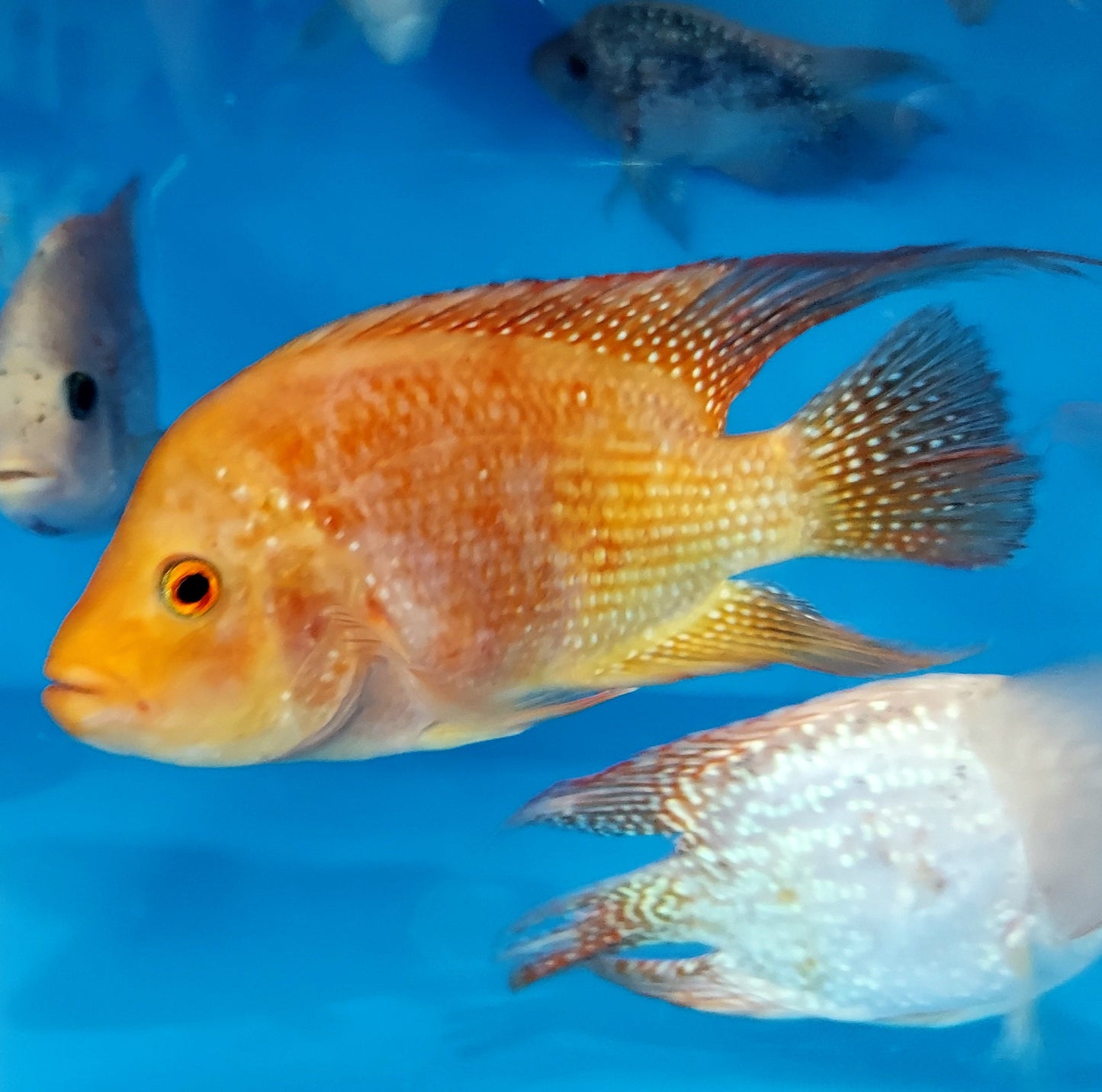 Red Texas Cichlid (Herichthys cyanoguttatus sp)
