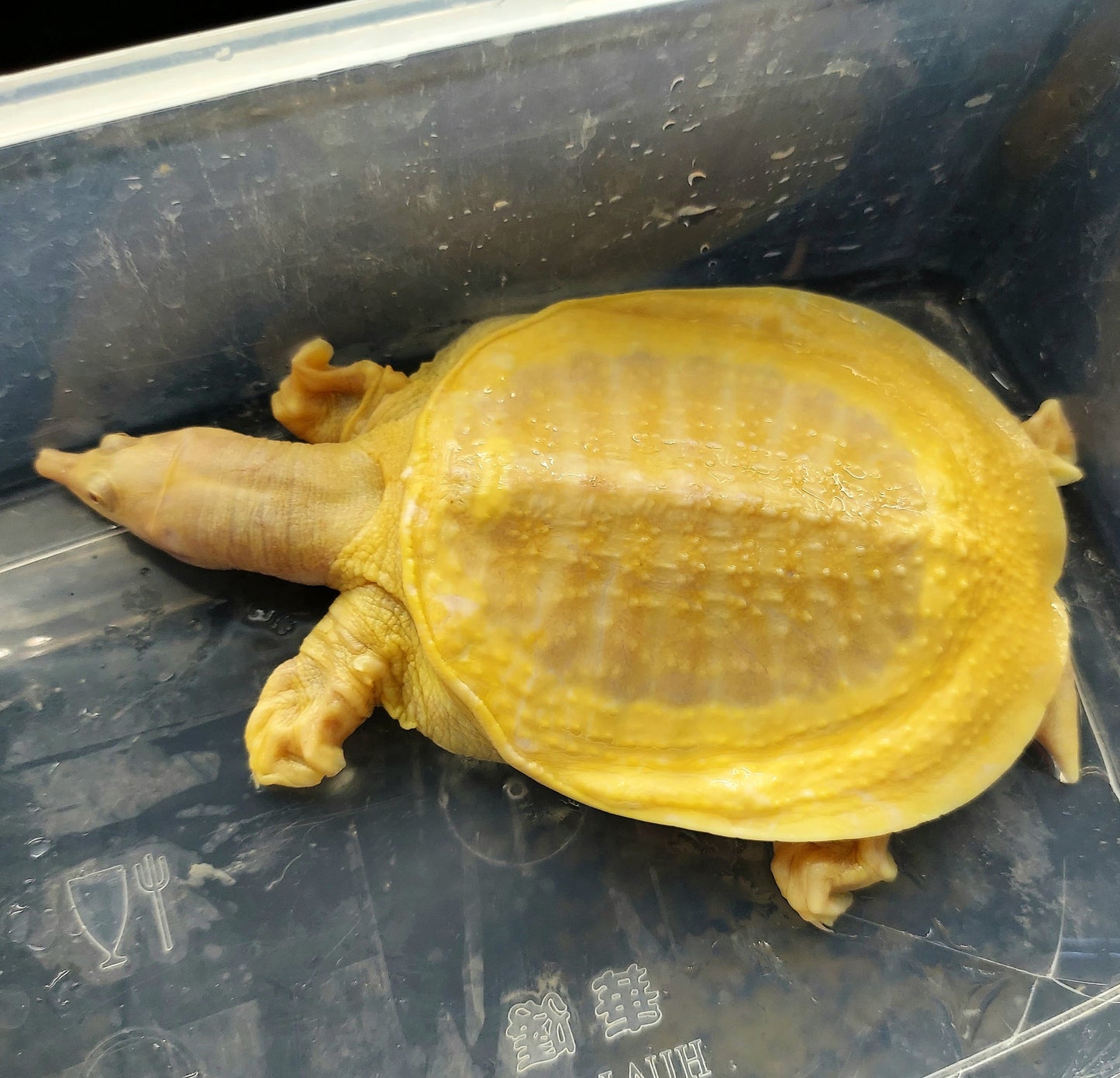 Albino Chinese Softshell Turtle (Pelodiscus sinensis)