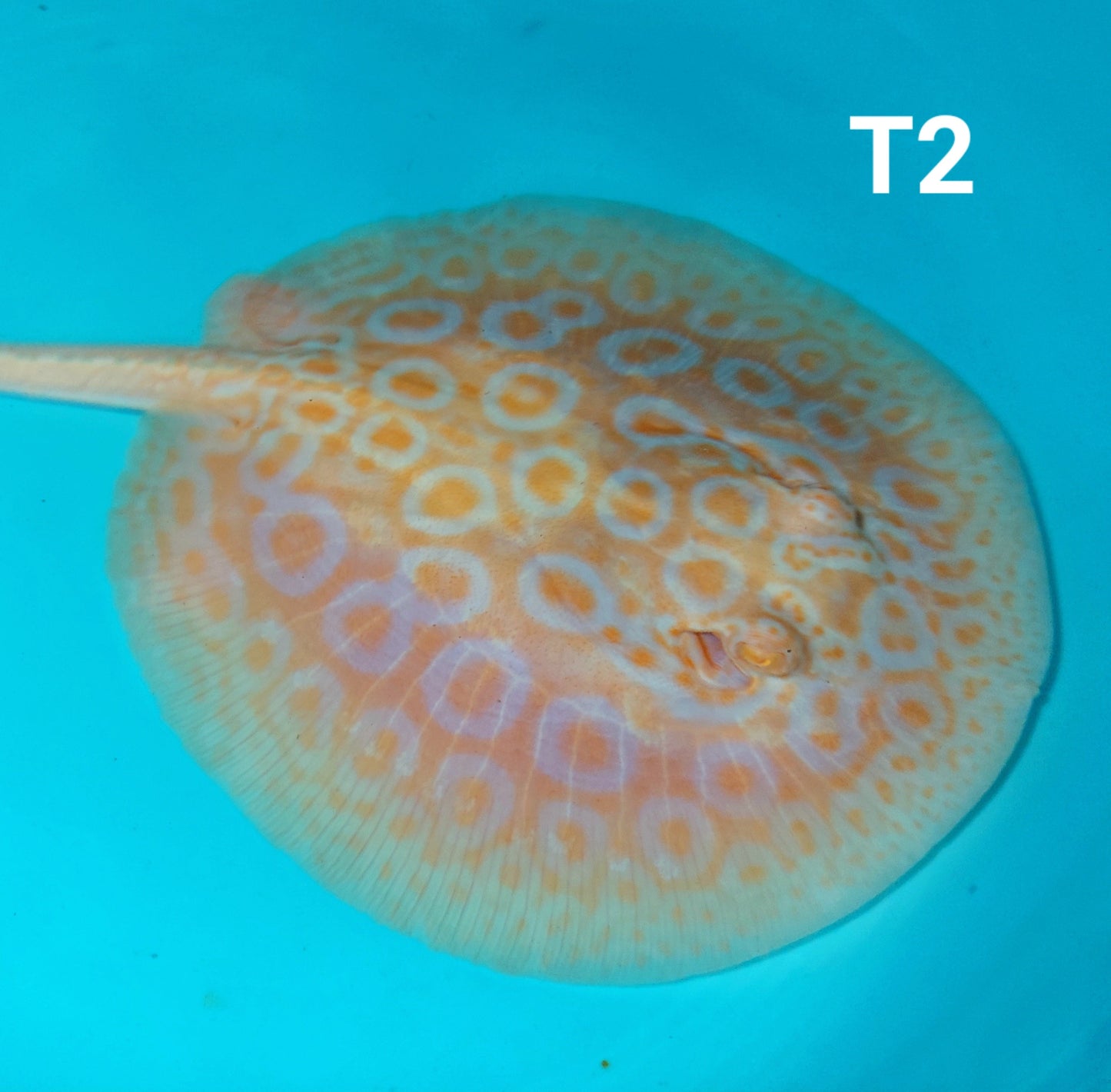Albino Tangerine Pearl Stingray (Potamotrygon jabuti)