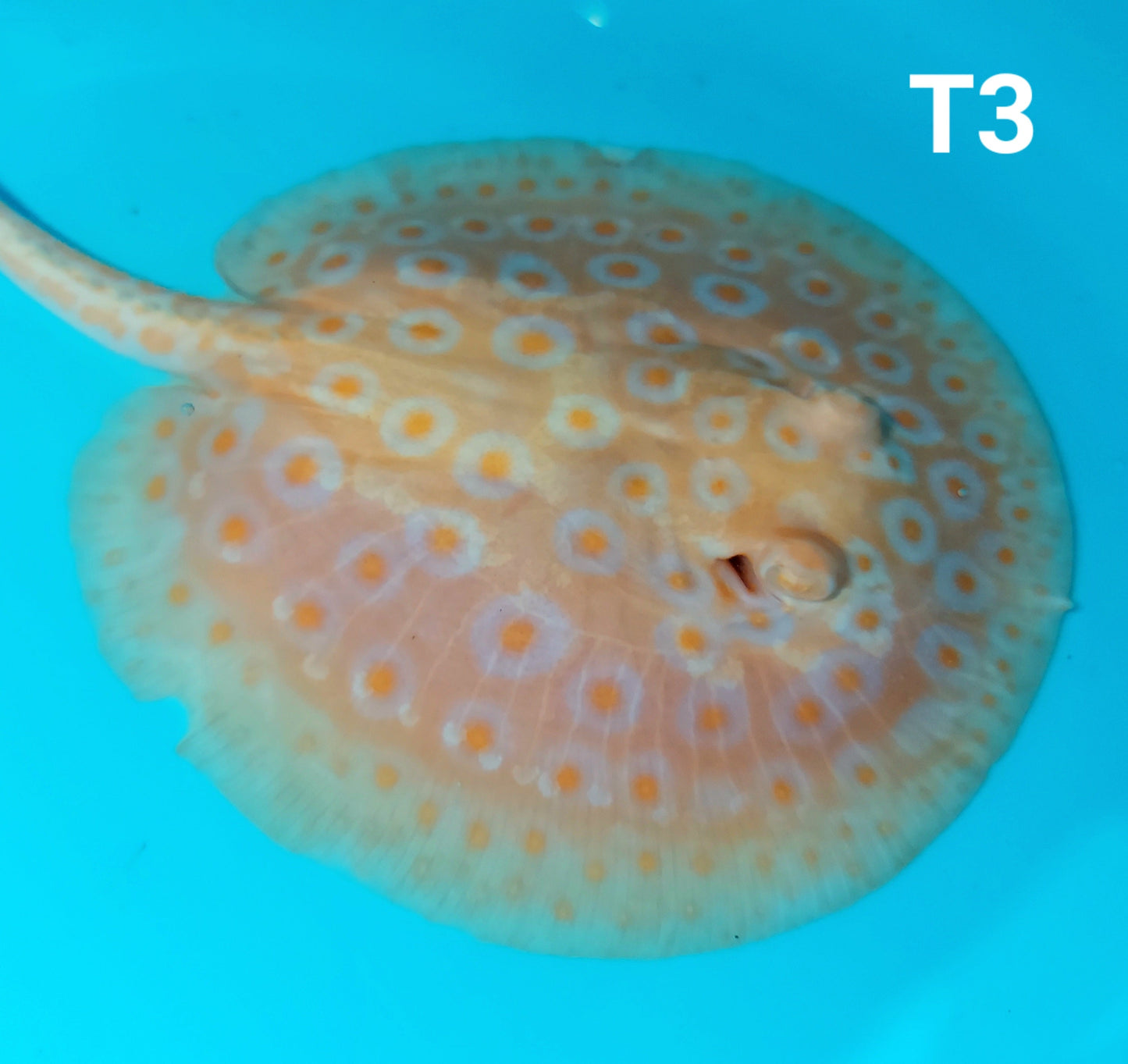 Albino Tangerine Pearl Stingray (Potamotrygon jabuti)
