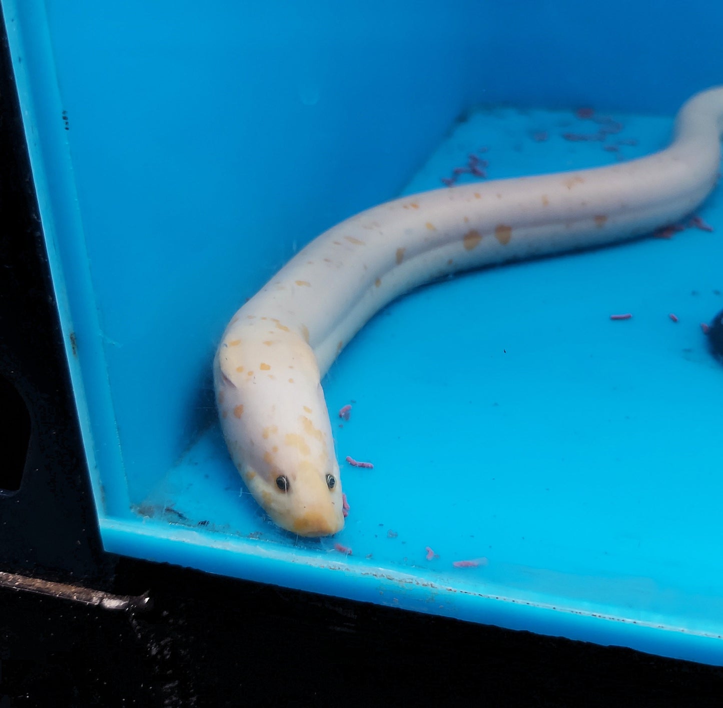 Asian Swamp Eel (Monopterus albus)