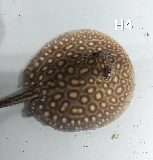 Motoro Hybrid Stingray (Potamotrygon motoro sp)