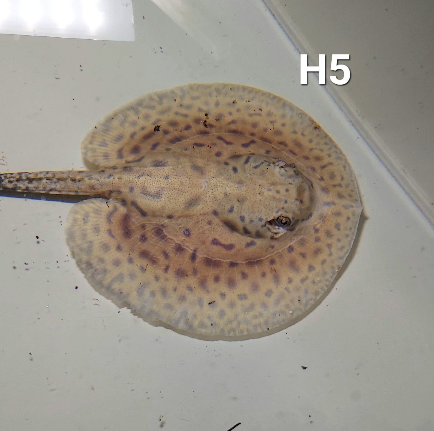 Designer Hybrid Stingray (Potamotrygon sp)
