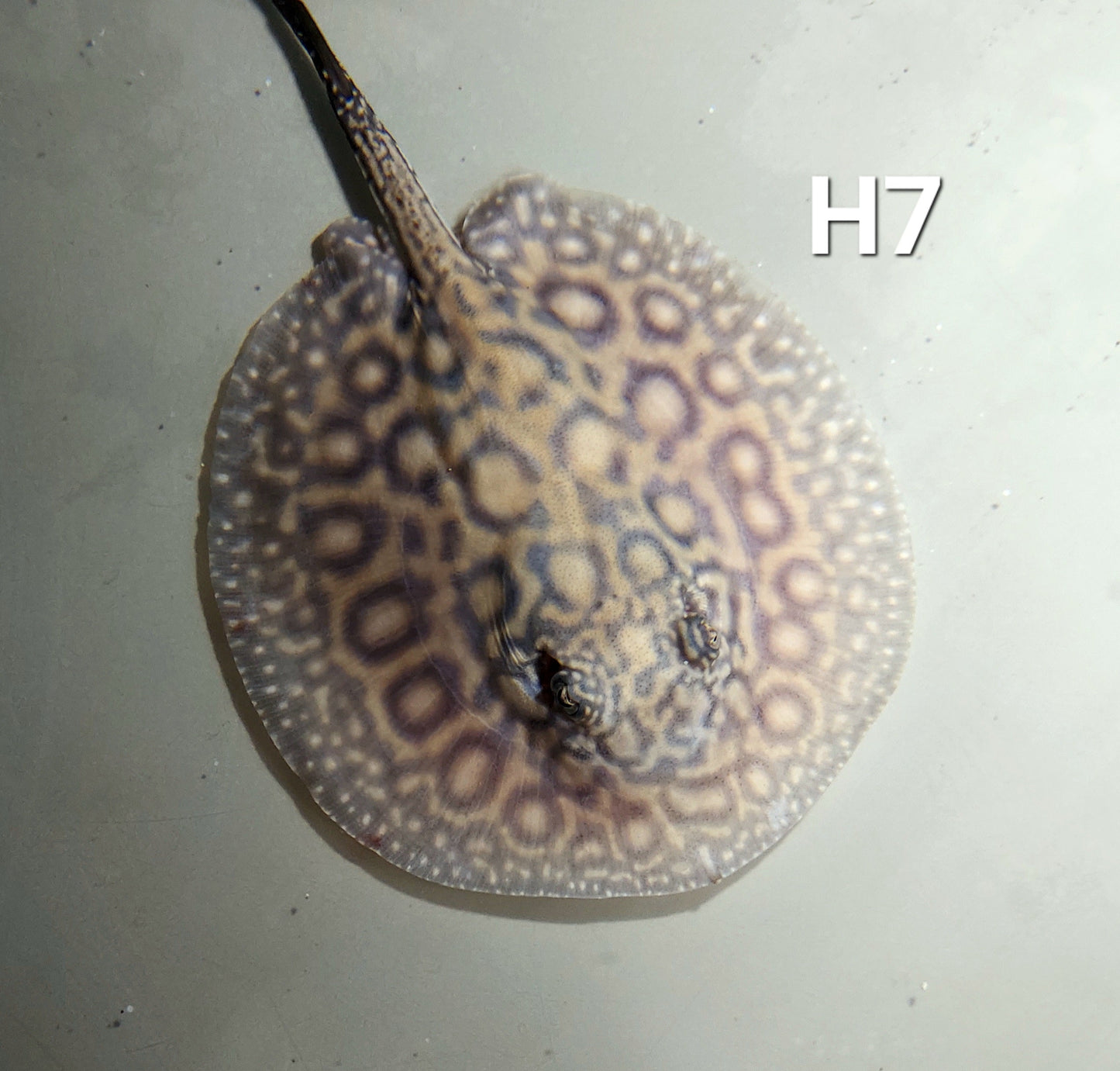 Designer Hybrid Stingray (Potamotrygon sp)