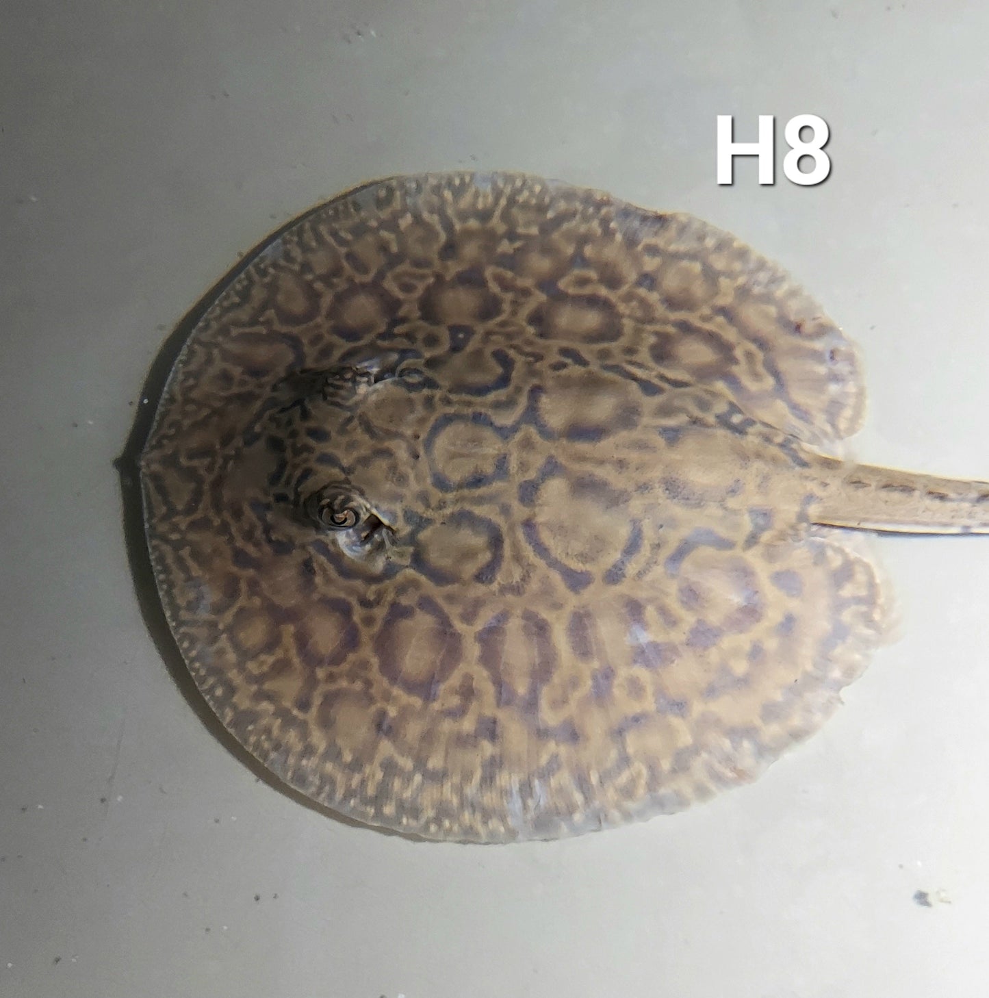 Designer Hybrid Stingray (Potamotrygon sp)