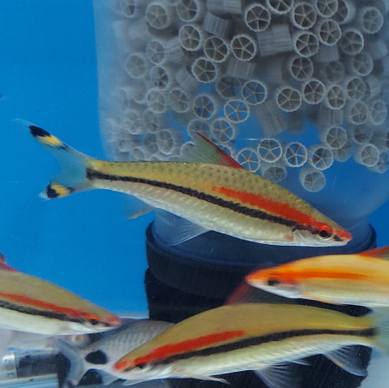 Roseline Shark (Sahyadria denisonii)