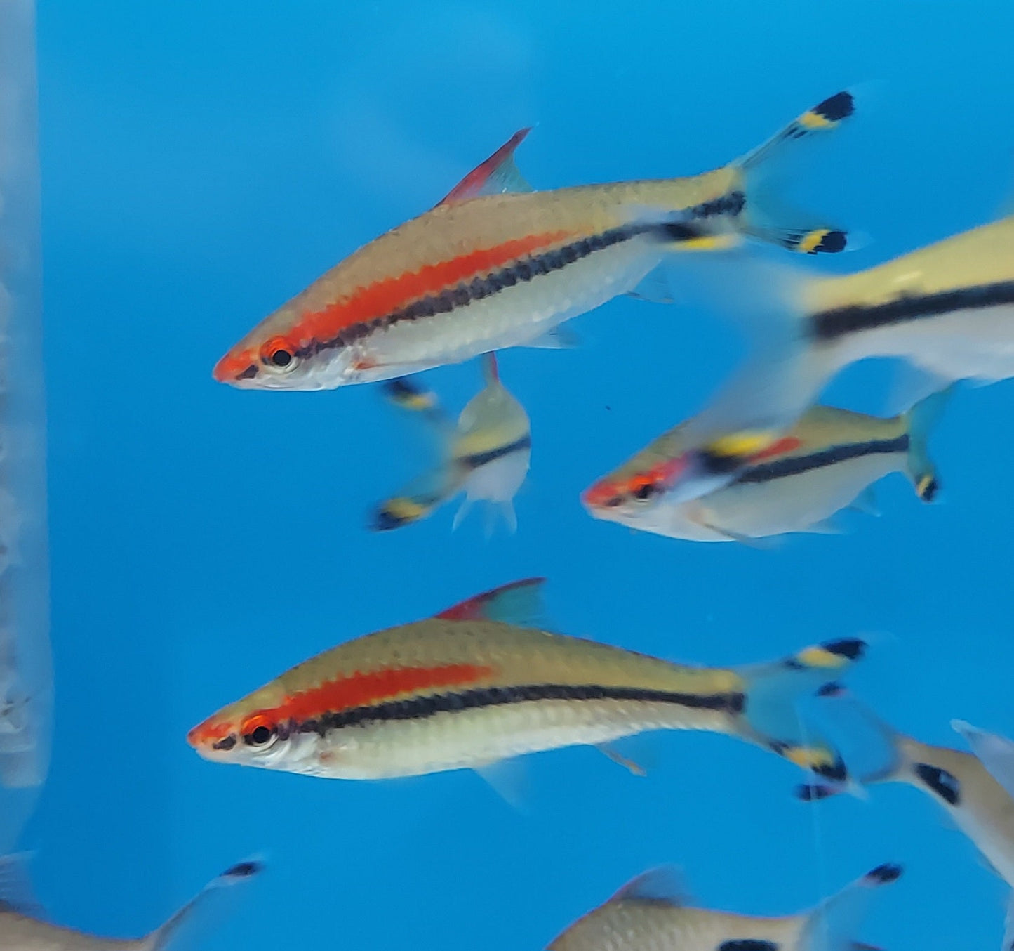 Roseline Shark (Sahyadria denisonii)