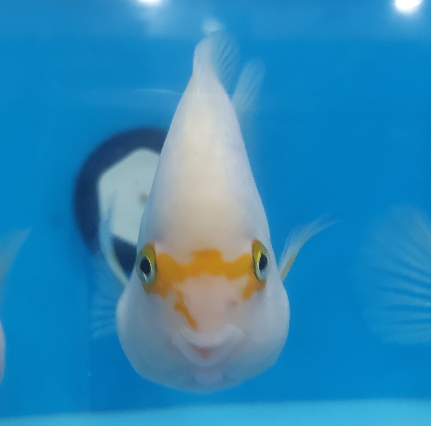 White Parrot Cichlid (Cichlasoma sp)