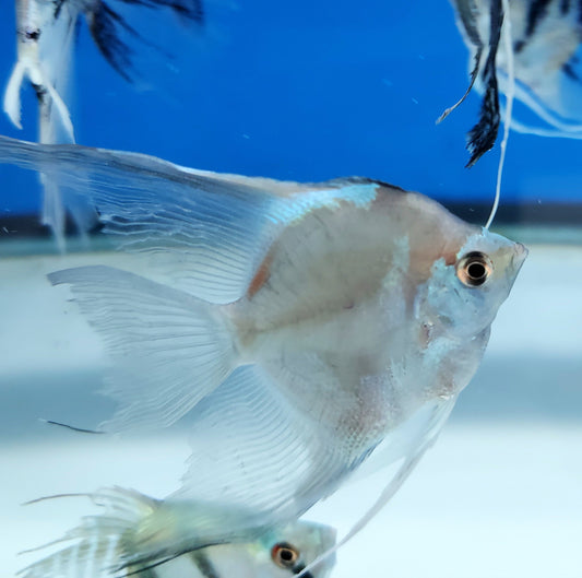 Blue Koi Paraiba Angelfish (Pterophyllum scalare)