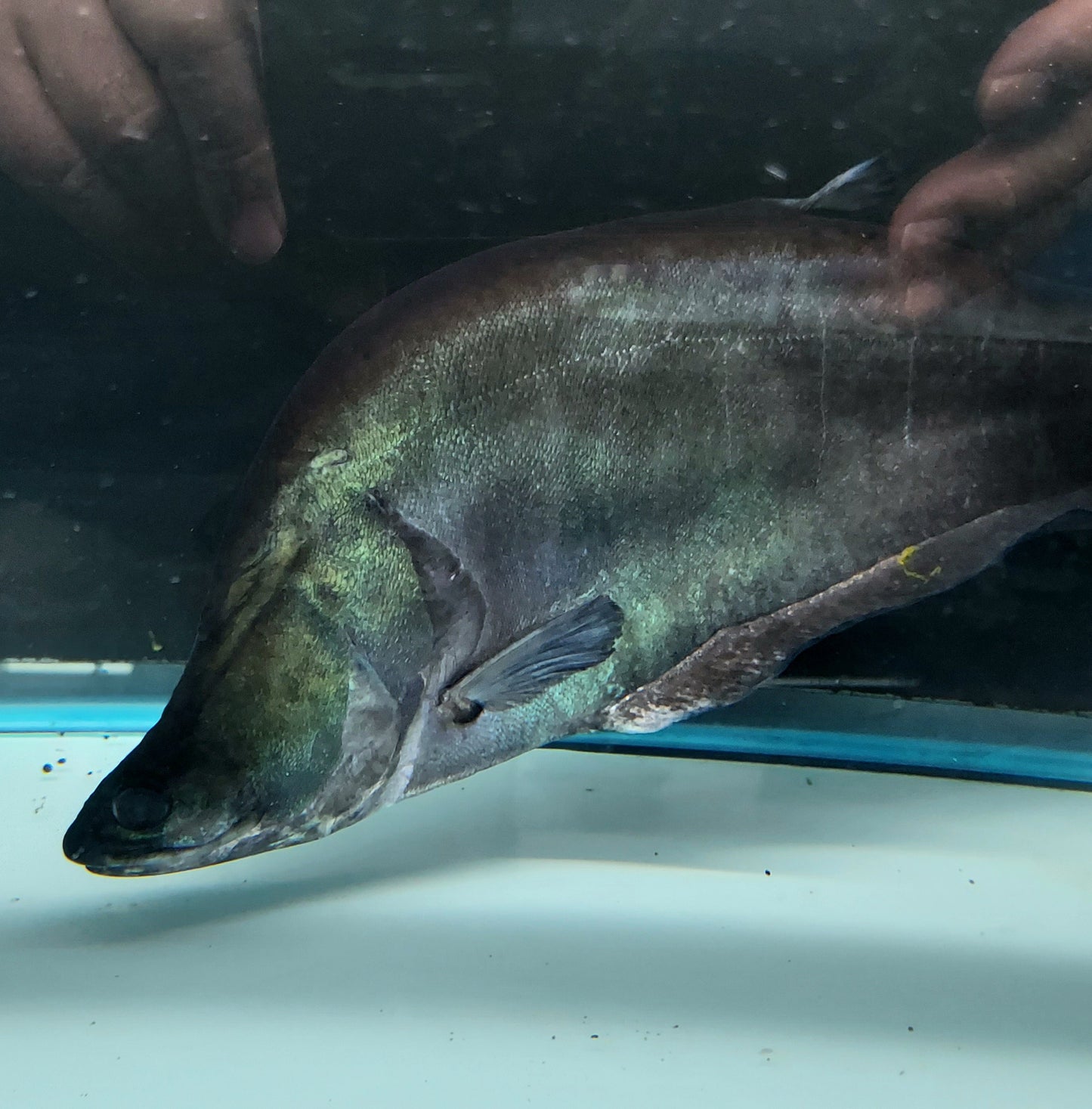 Giant Featherback Knifefish (Chitala lopis)