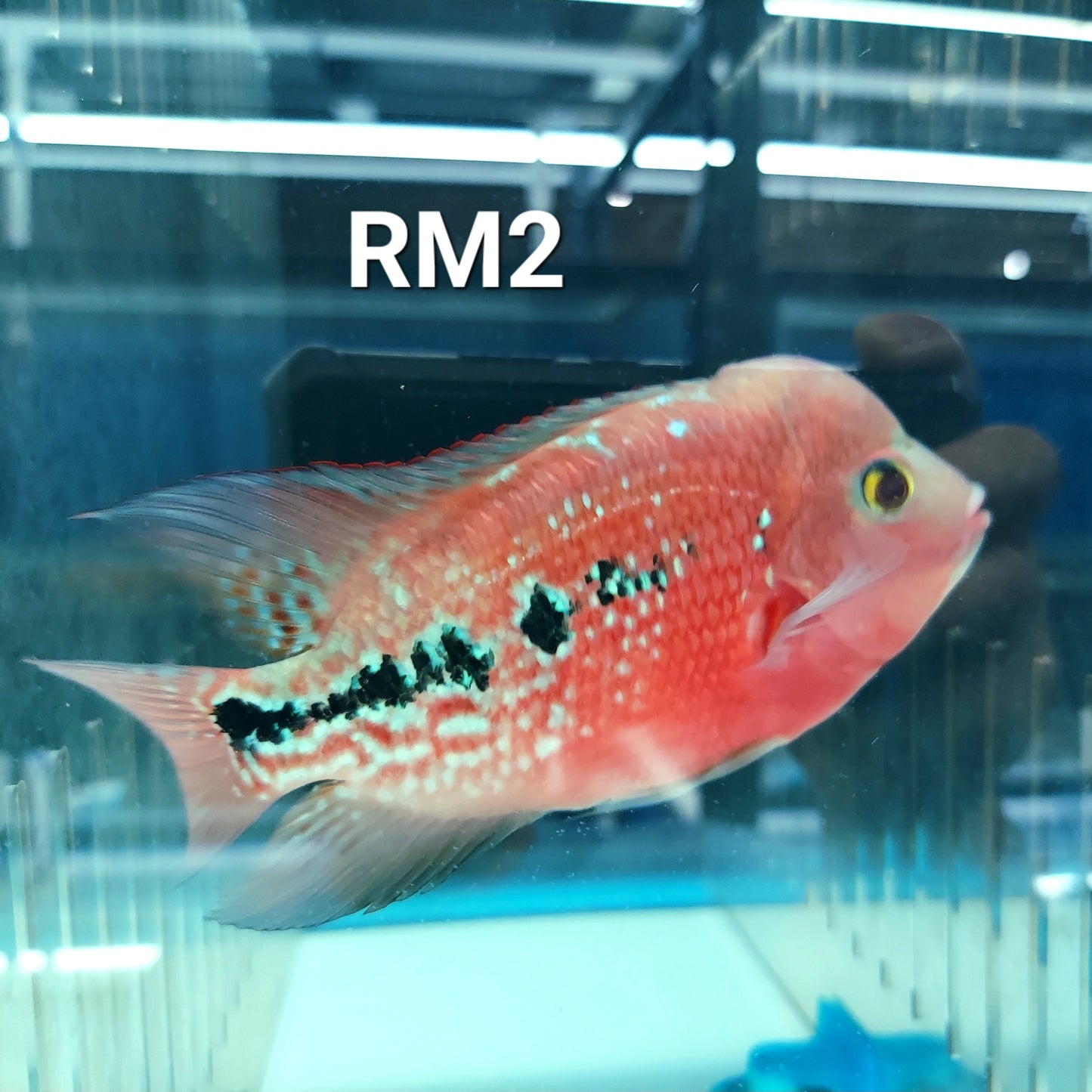 Red Monkey Kamfa Flowerhorn Cichlid (Vieja sp)