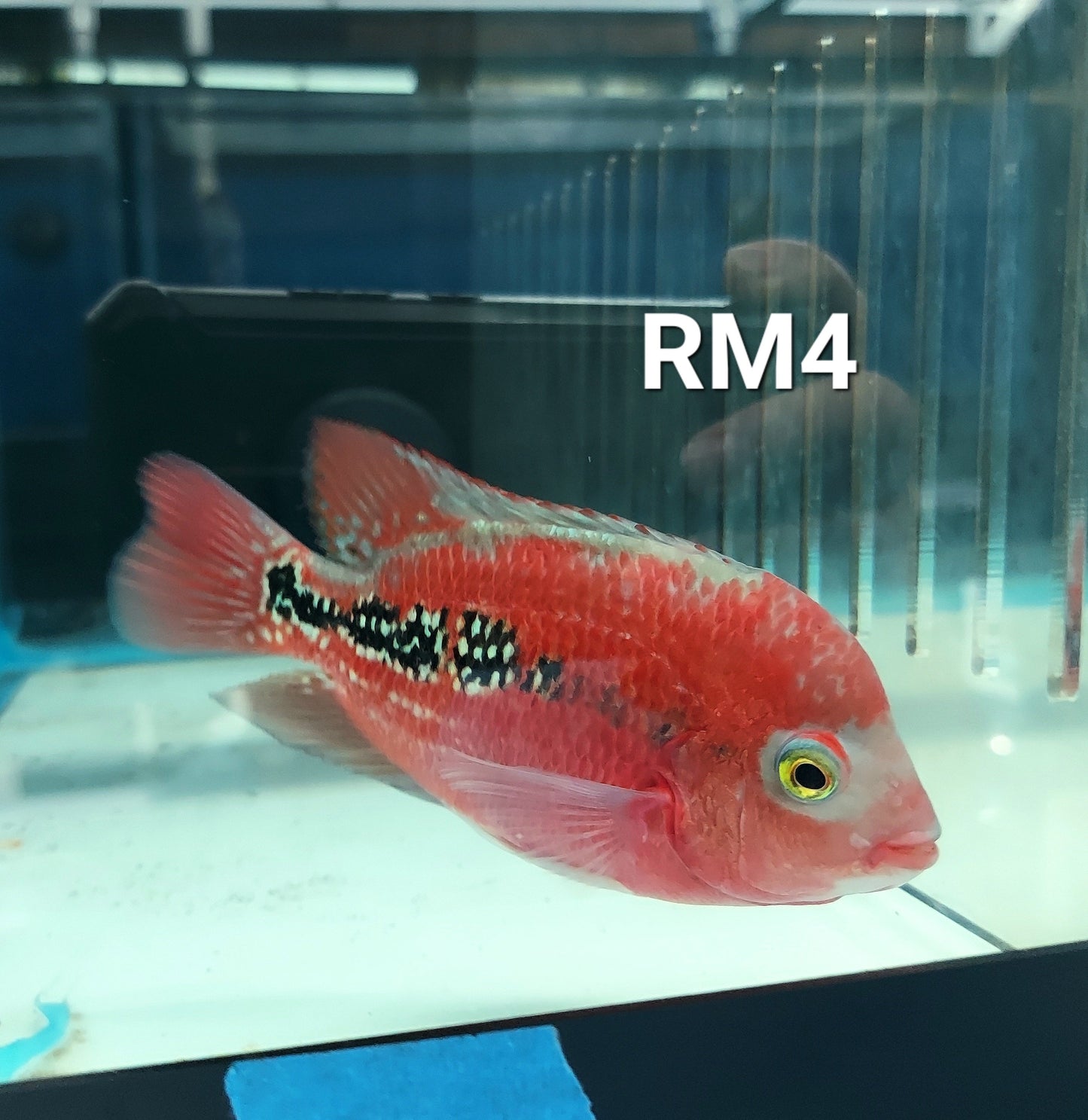 Red Monkey Kamfa Flowerhorn Cichlid (Vieja sp)