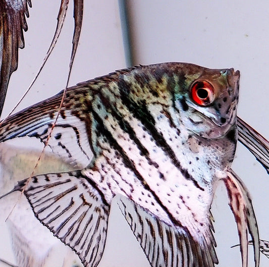 Blue Zebra Snakeskin Angelfish (Pterophyllum scalare sp)