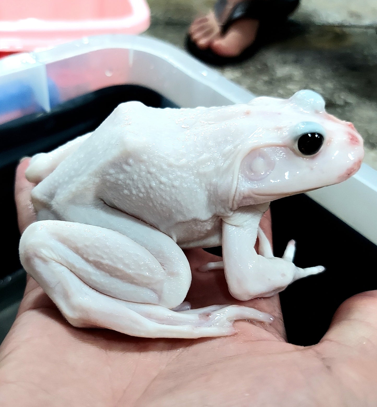 Leucistic American Bullfrog (Lithobates catesbeiana)