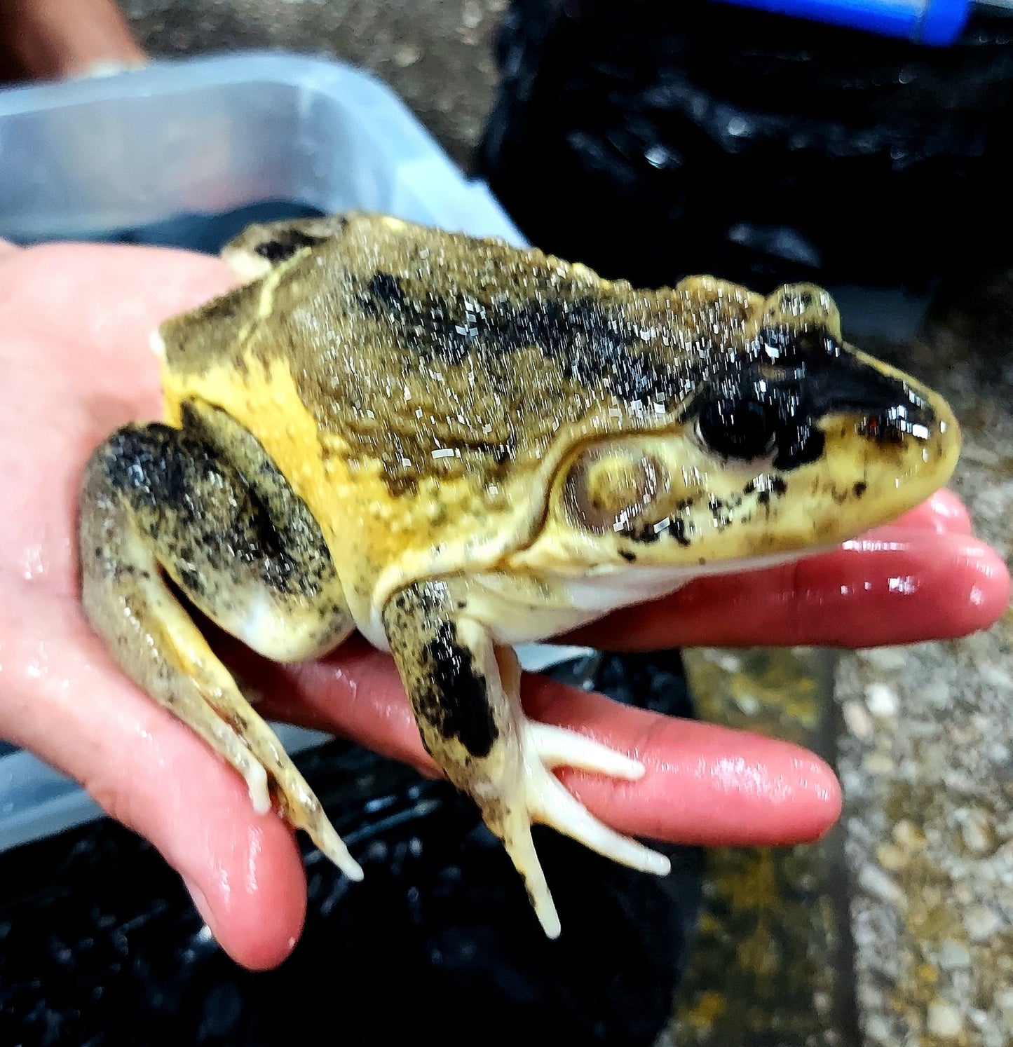 Leucistic American Bullfrog (Lithobates catesbeiana)