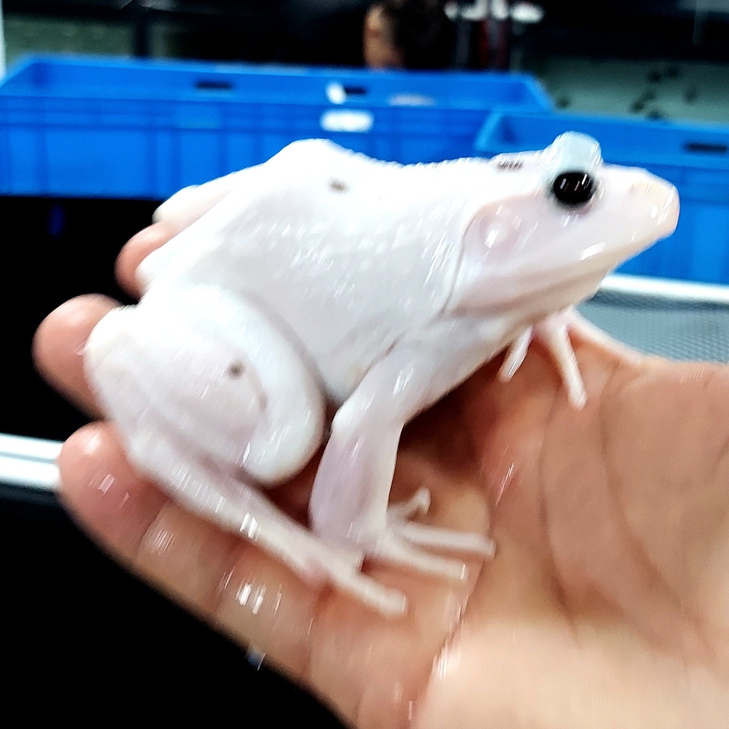 Leucistic American Bullfrog (Lithobates catesbeiana)