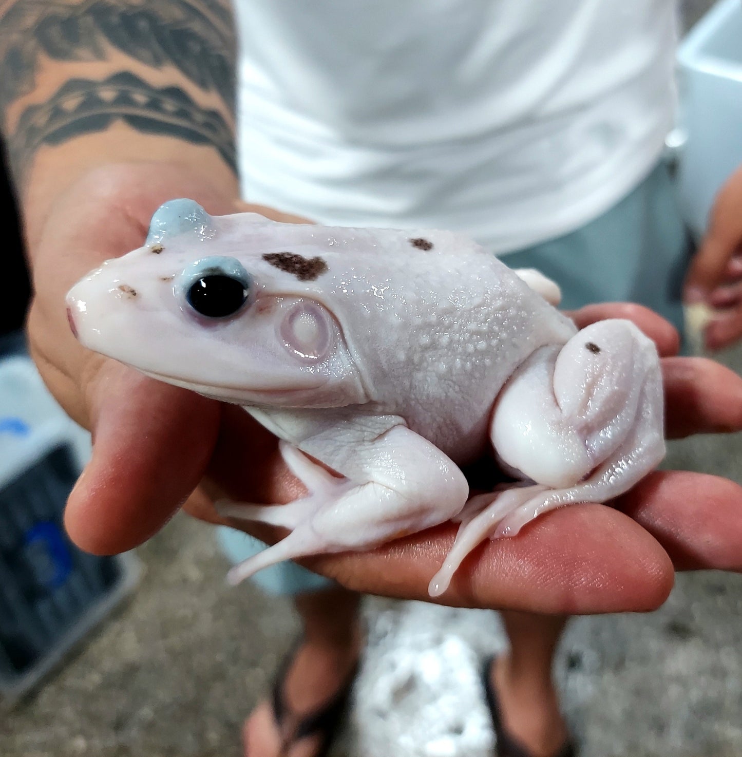 Leucistic American Bullfrog (Lithobates catesbeiana)