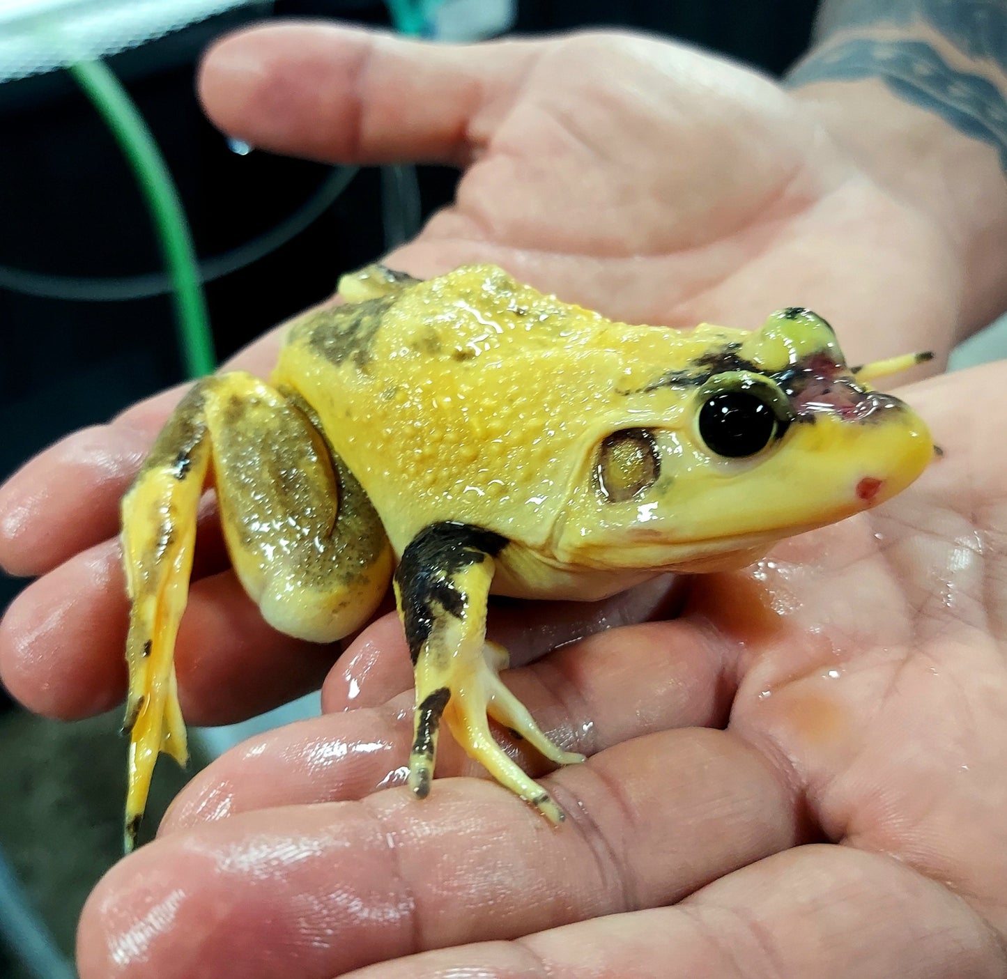 Leucistic American Bullfrog (Lithobates catesbeiana)