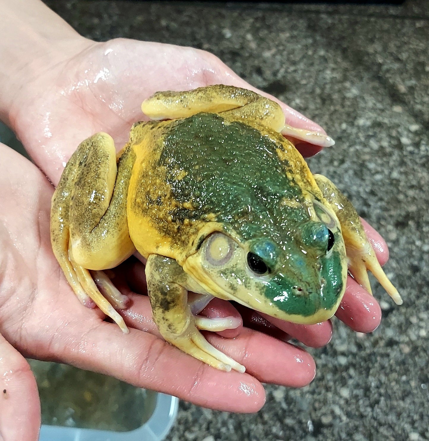 Leucistic American Bullfrog (Lithobates catesbeiana)