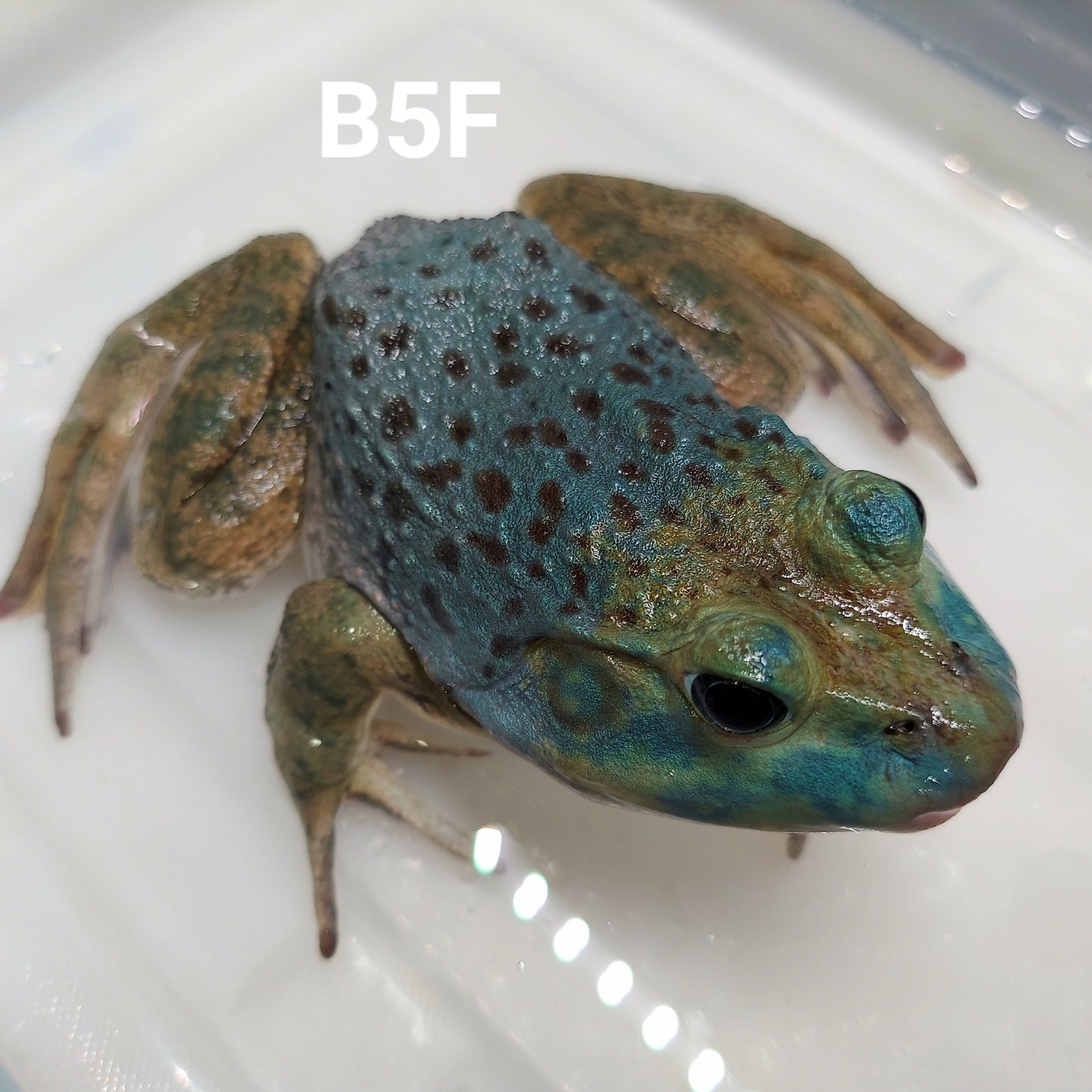 Blue American Bullfrog (Lithobates catesbeiana)