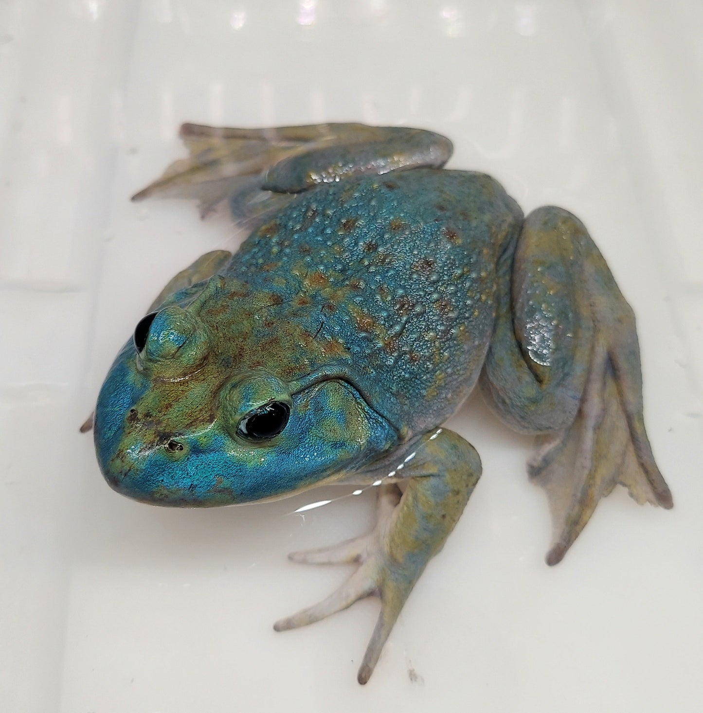 Blue American Bullfrog (Lithobates catesbeiana)