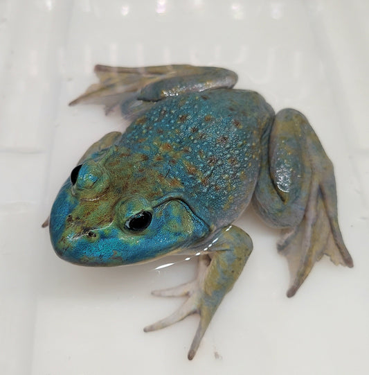 Blue American Bullfrog (Lithobates catesbeiana)