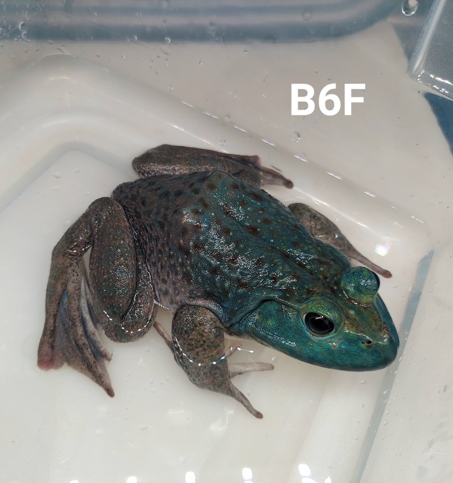 Blue American Bullfrog (Lithobates catesbeiana)