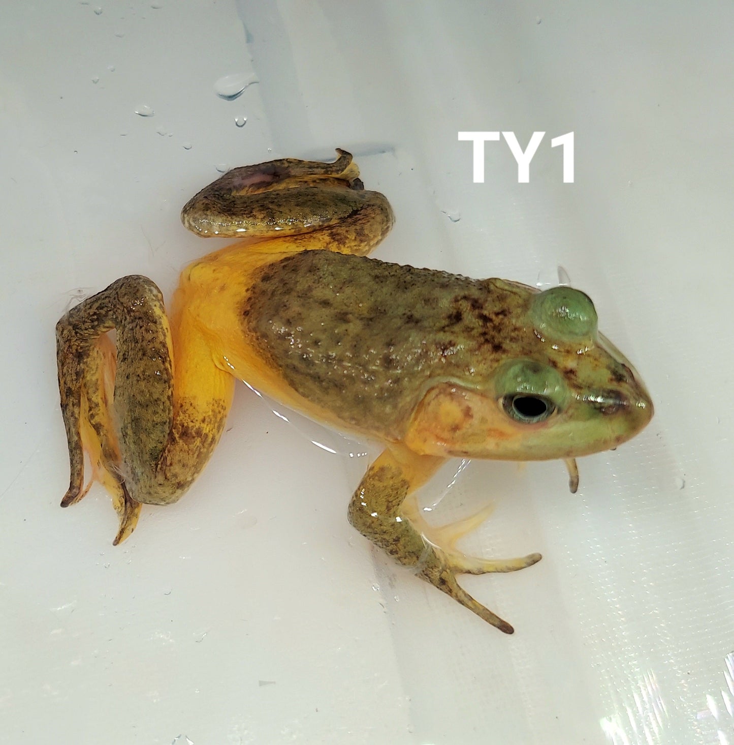 Turquoise Yellow American Bullfrog (Lithobates catesbeiana)