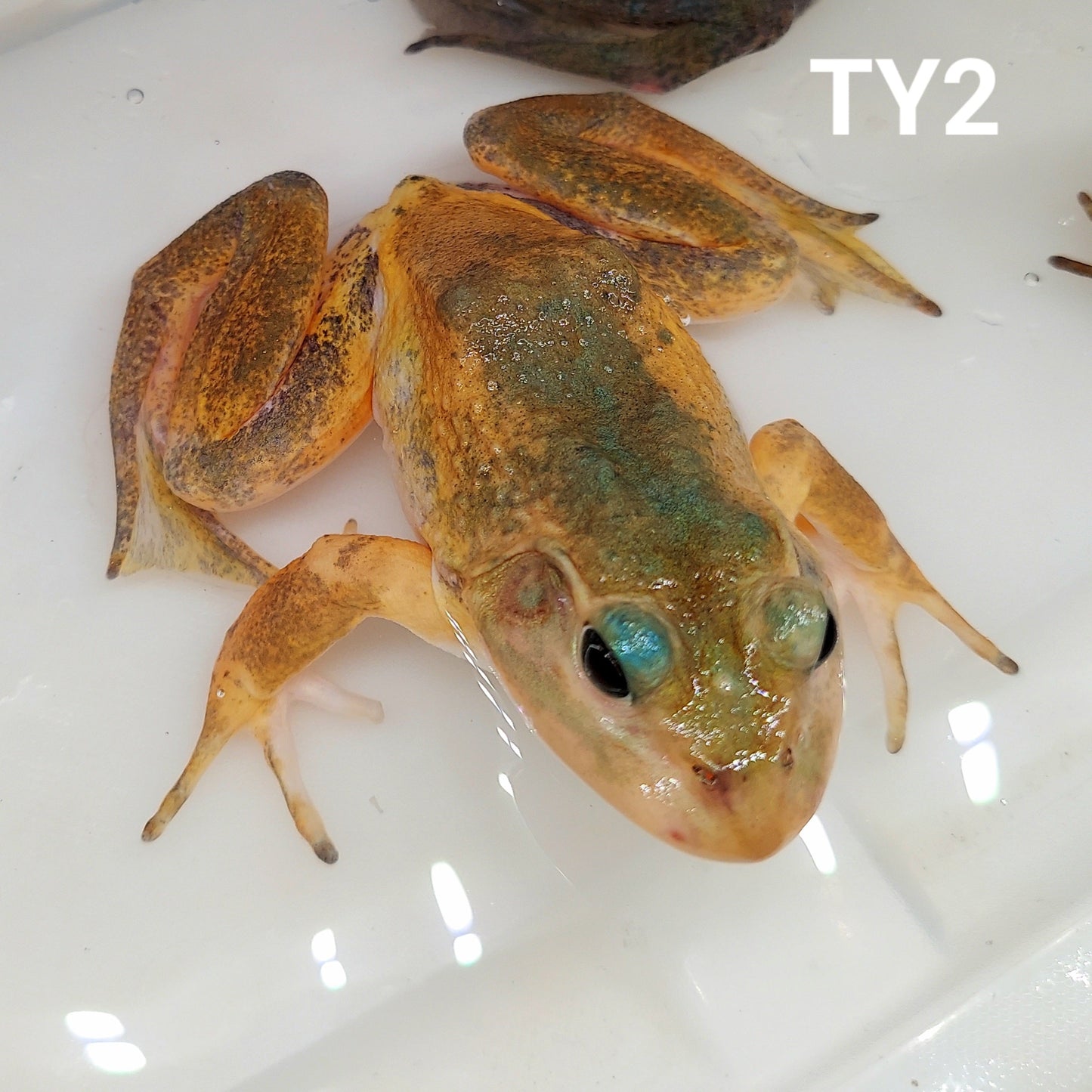 Turquoise Yellow American Bullfrog (Lithobates catesbeiana)