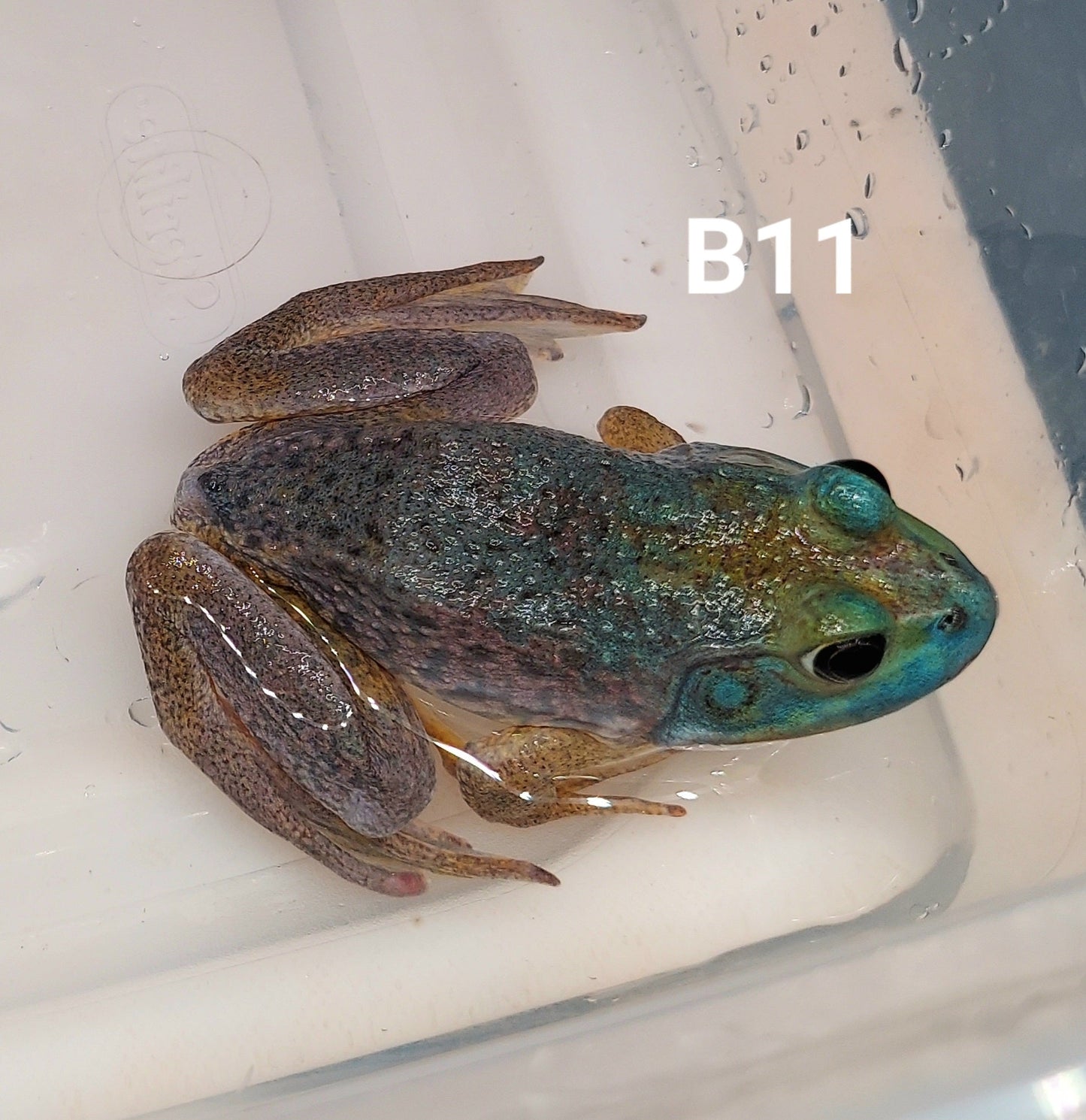 Blue American Bullfrog (Lithobates catesbeiana)