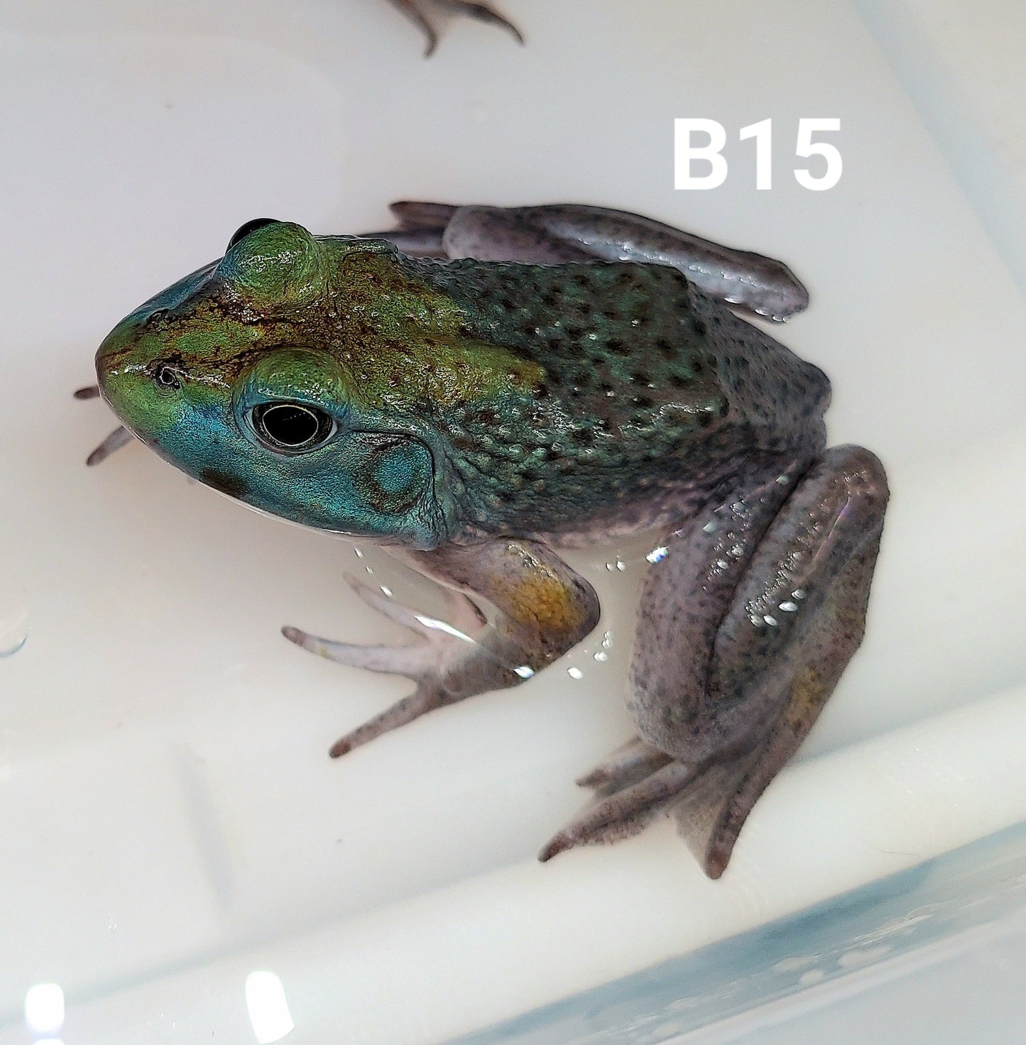 Blue American Bullfrog (Lithobates catesbeiana)