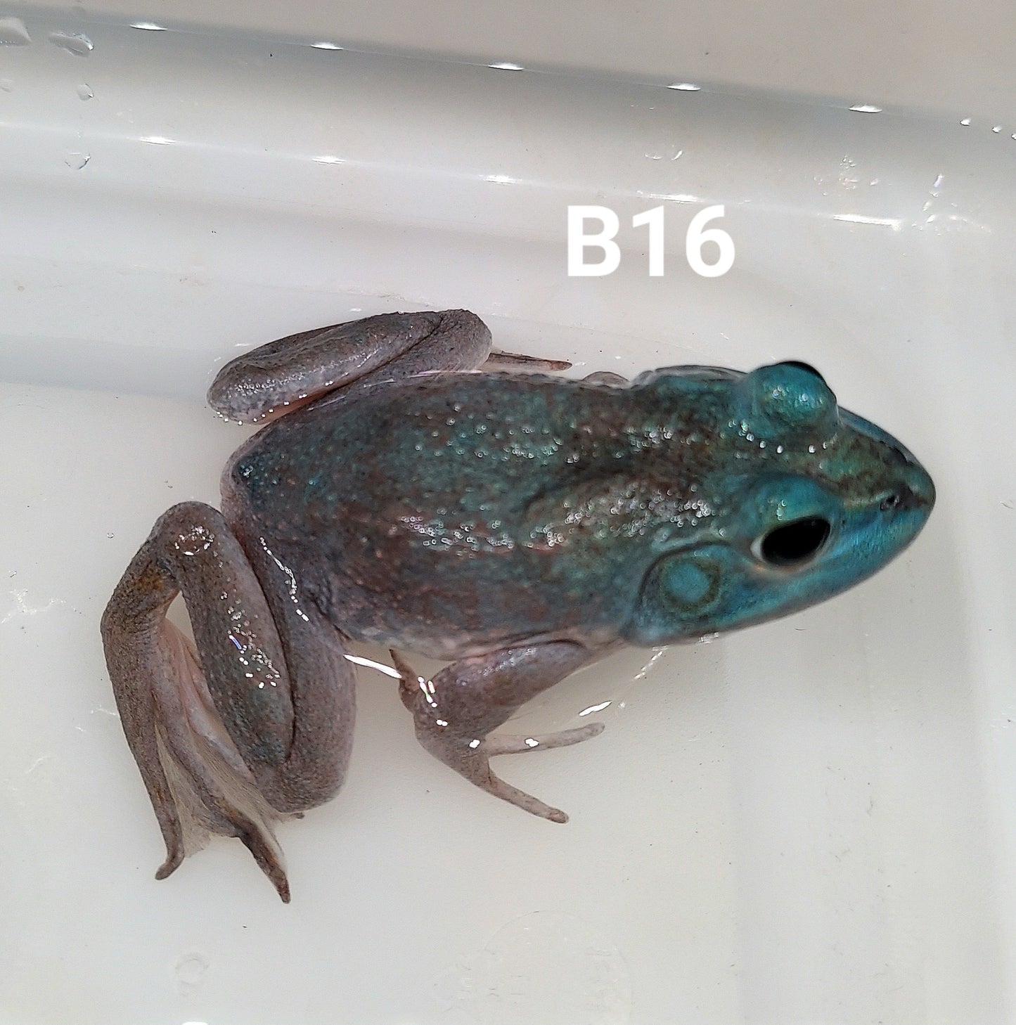Blue American Bullfrog (Lithobates catesbeiana)