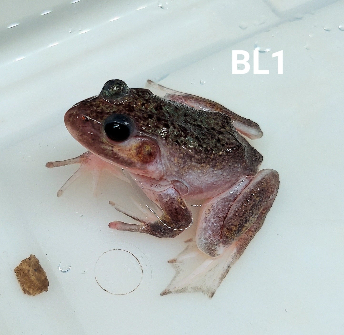 Leucistic American Bullfrog (Lithobates catesbeiana)