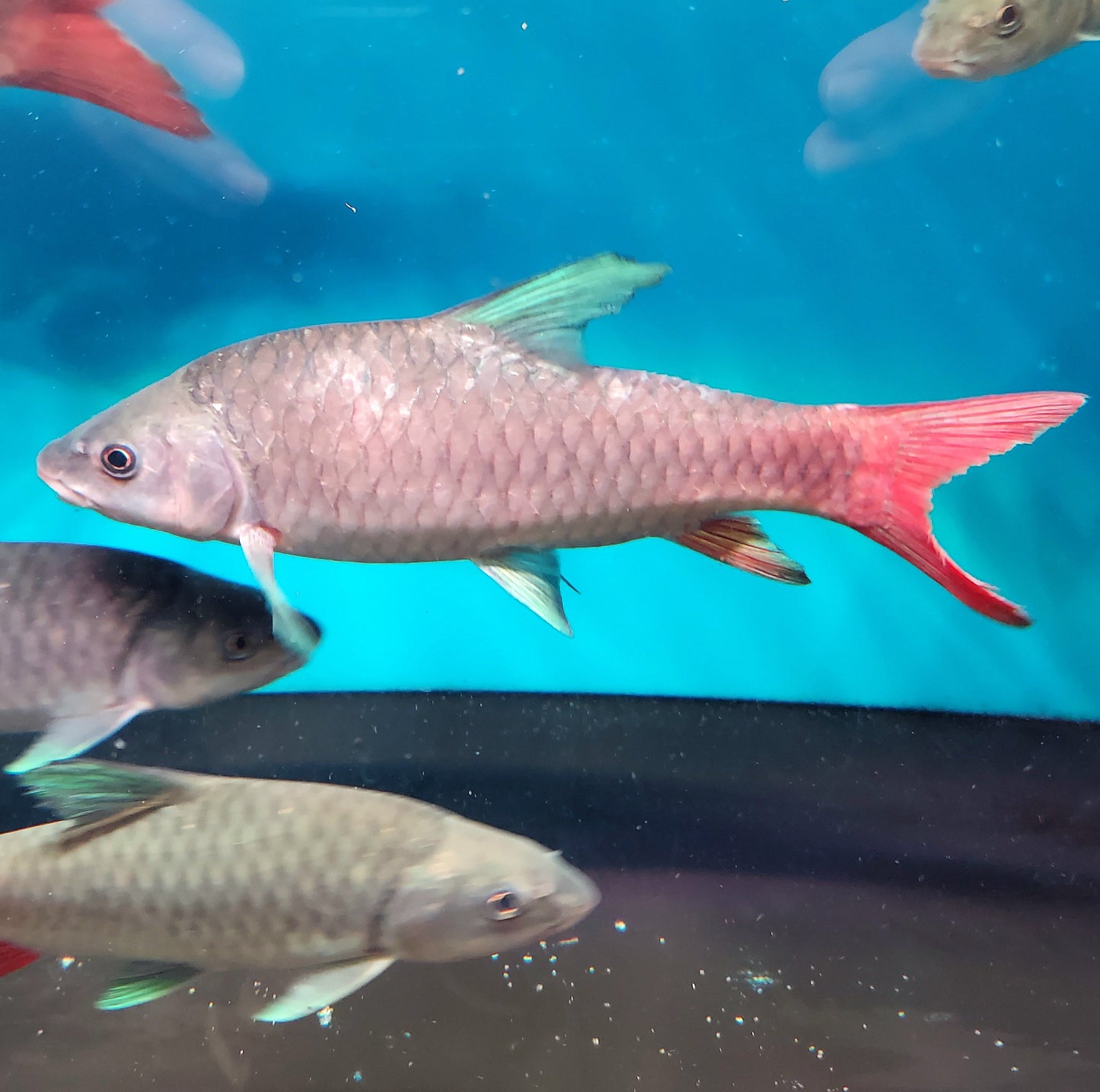 African Crimson Sky Mahseer (Labeobarbus malagarisi)