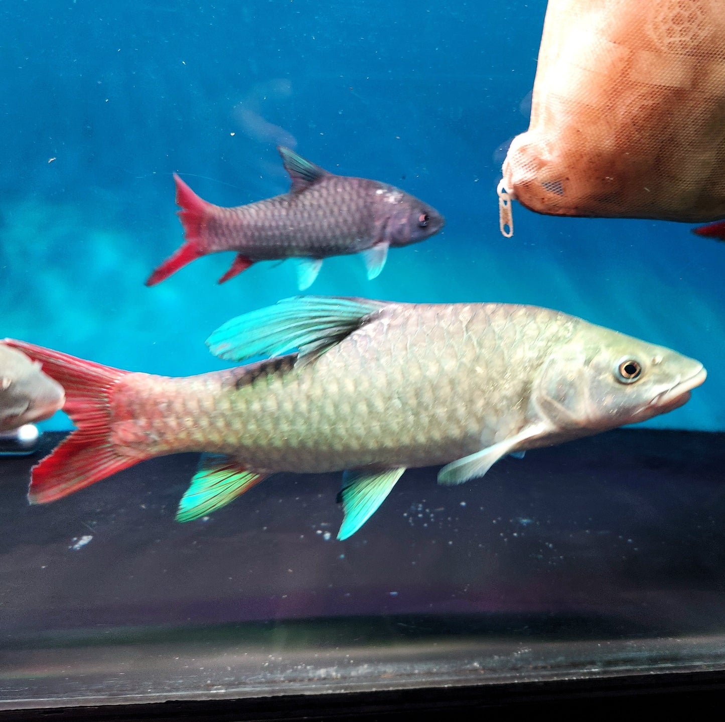 African Crimson Sky Mahseer (Labeobarbus malagarisi)