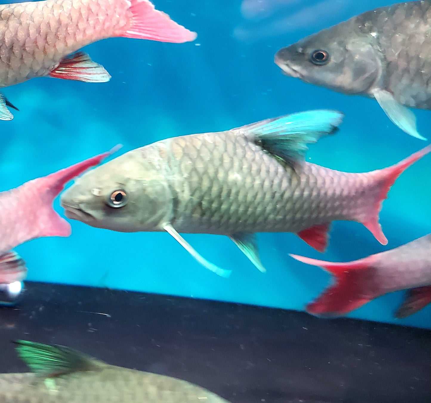 African Crimson Sky Mahseer (Labeobarbus malagarisi)