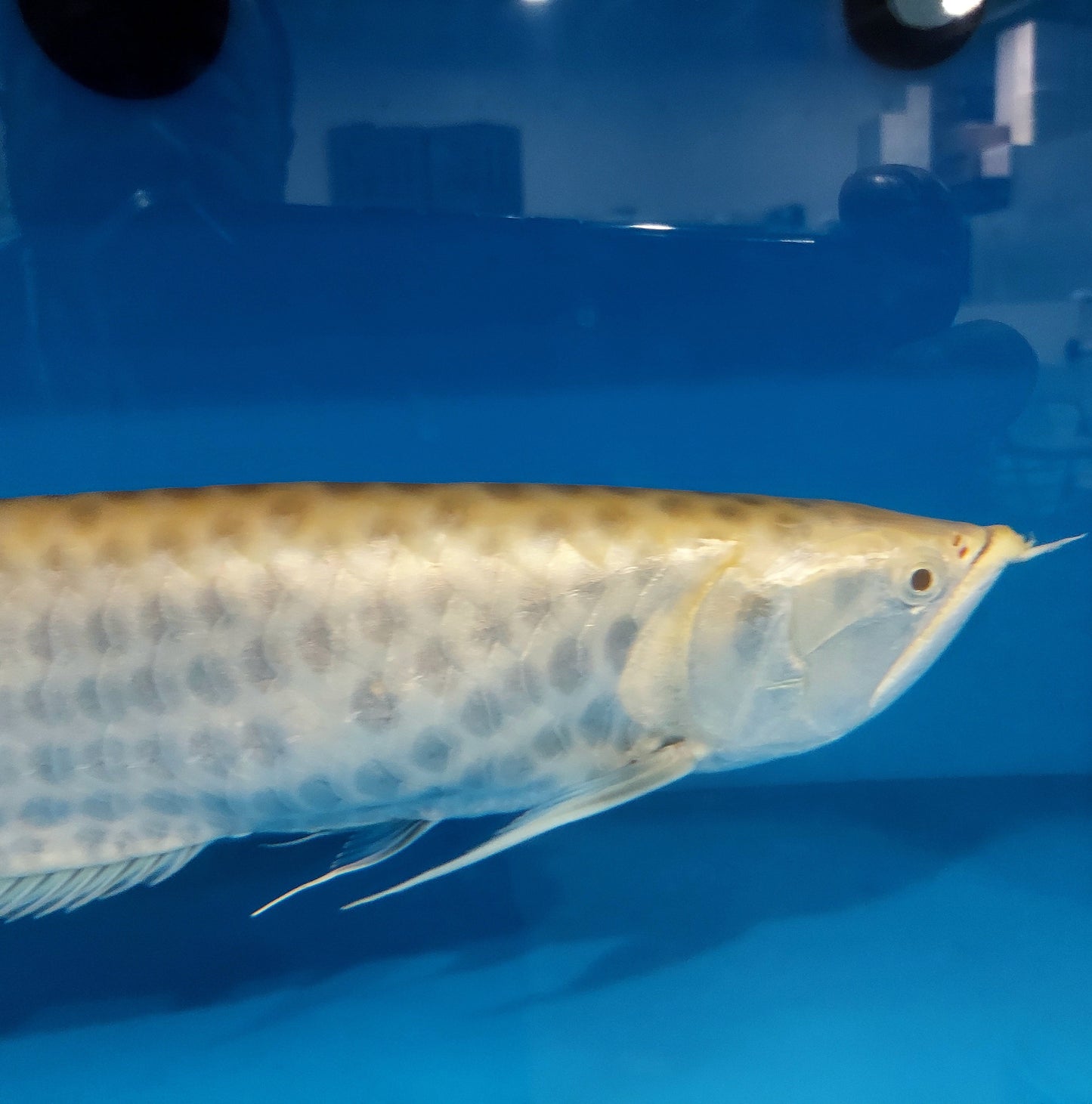 Albino Chocolate Crossbelly Silver Arowana (Osteoglossum bicirrhosum)