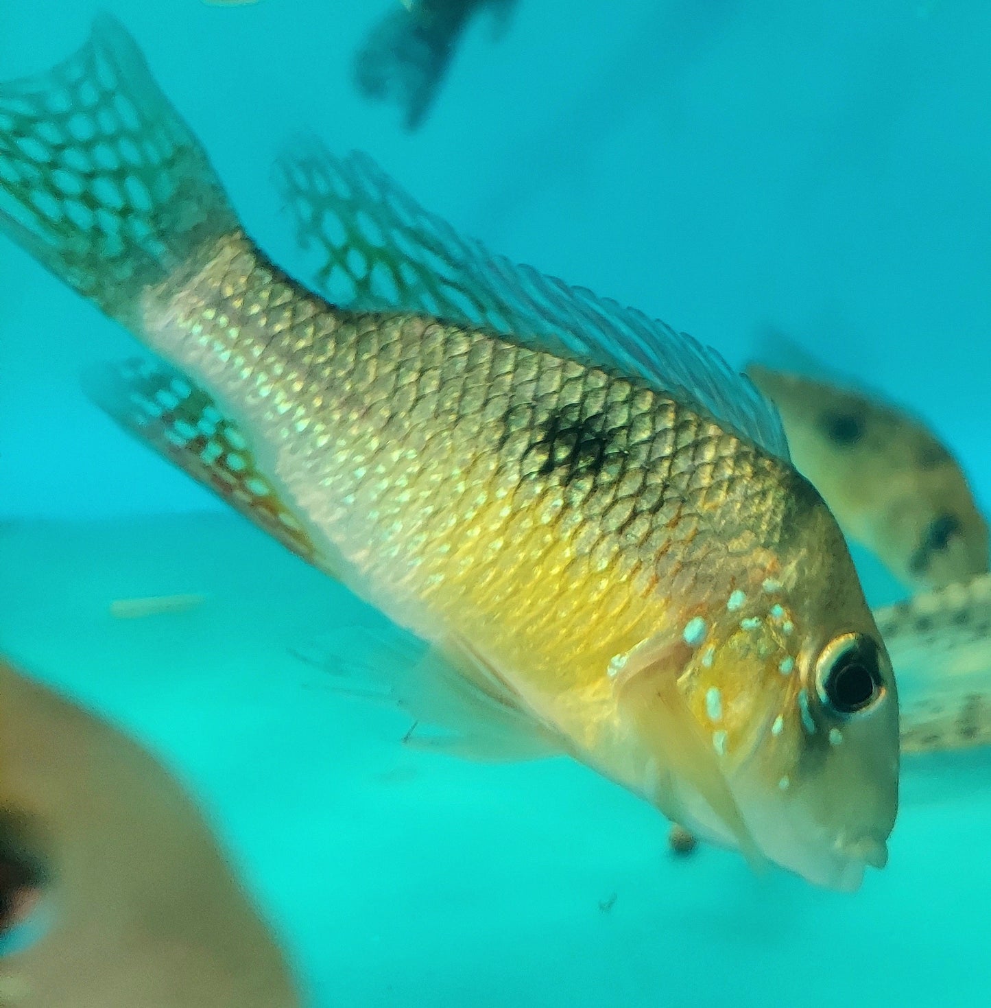 Argentine Rainbow Humphead Geophagus Cichlid (Gymnogeophagus lipokarenos)