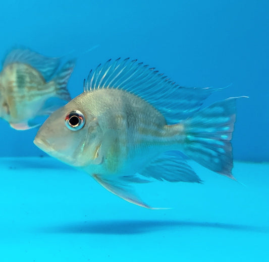 Short Body Sveni Eartheater Cichlid Parana (Geophagus sveni)