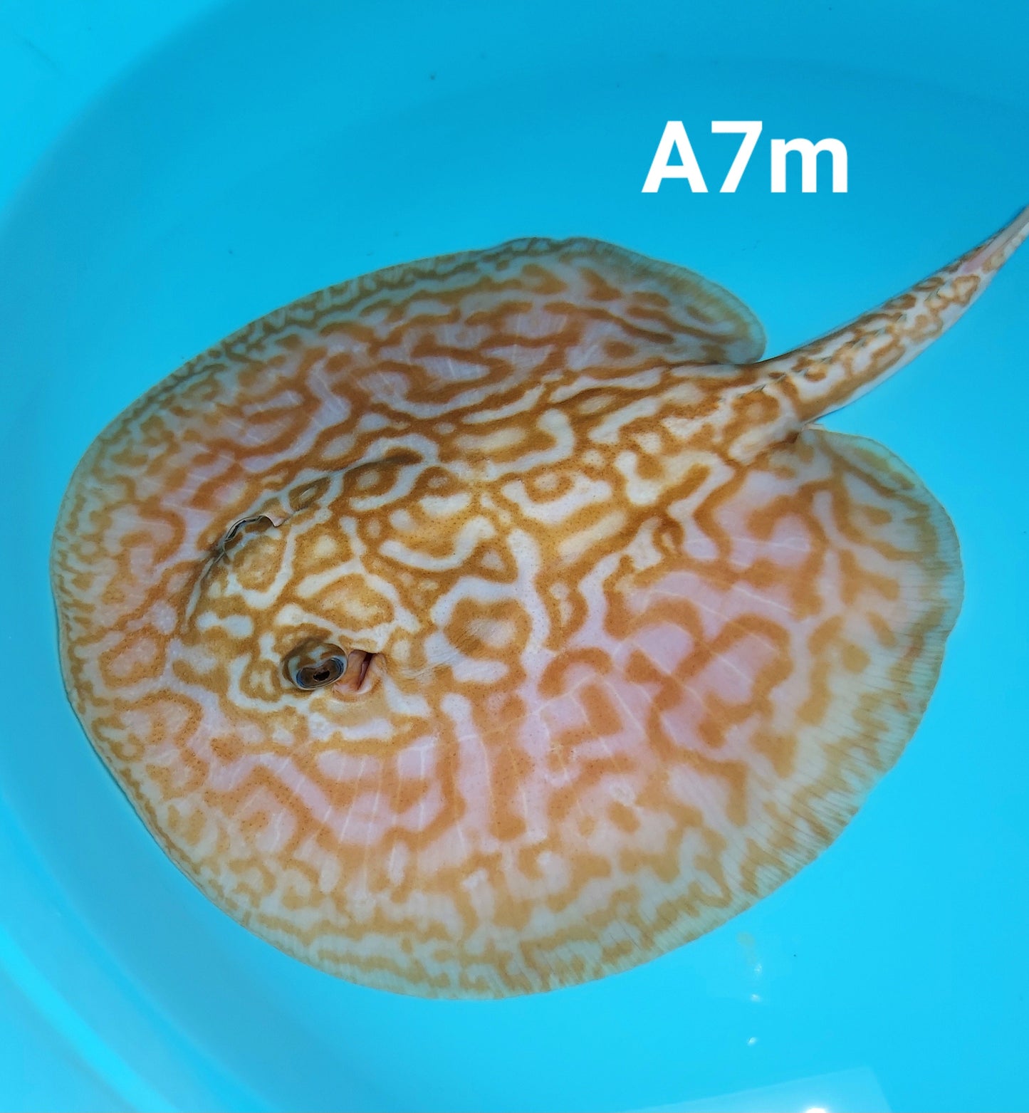 Albino Red Lucy Pearl Hybrid Stingray (Potamotrygon jabuti sp)