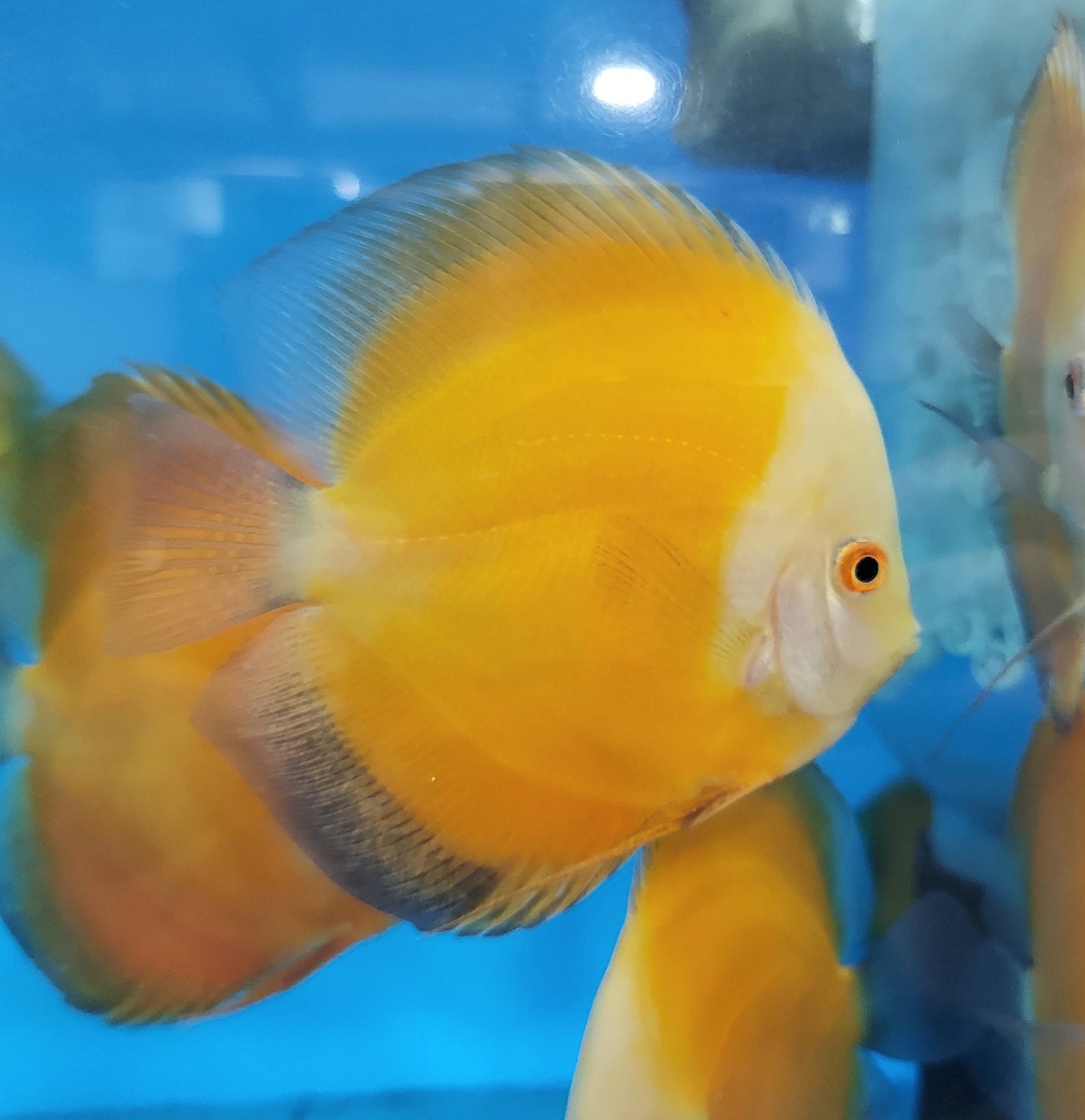 Golden Sunrise Discus (Symphysodon aequifasciatus)