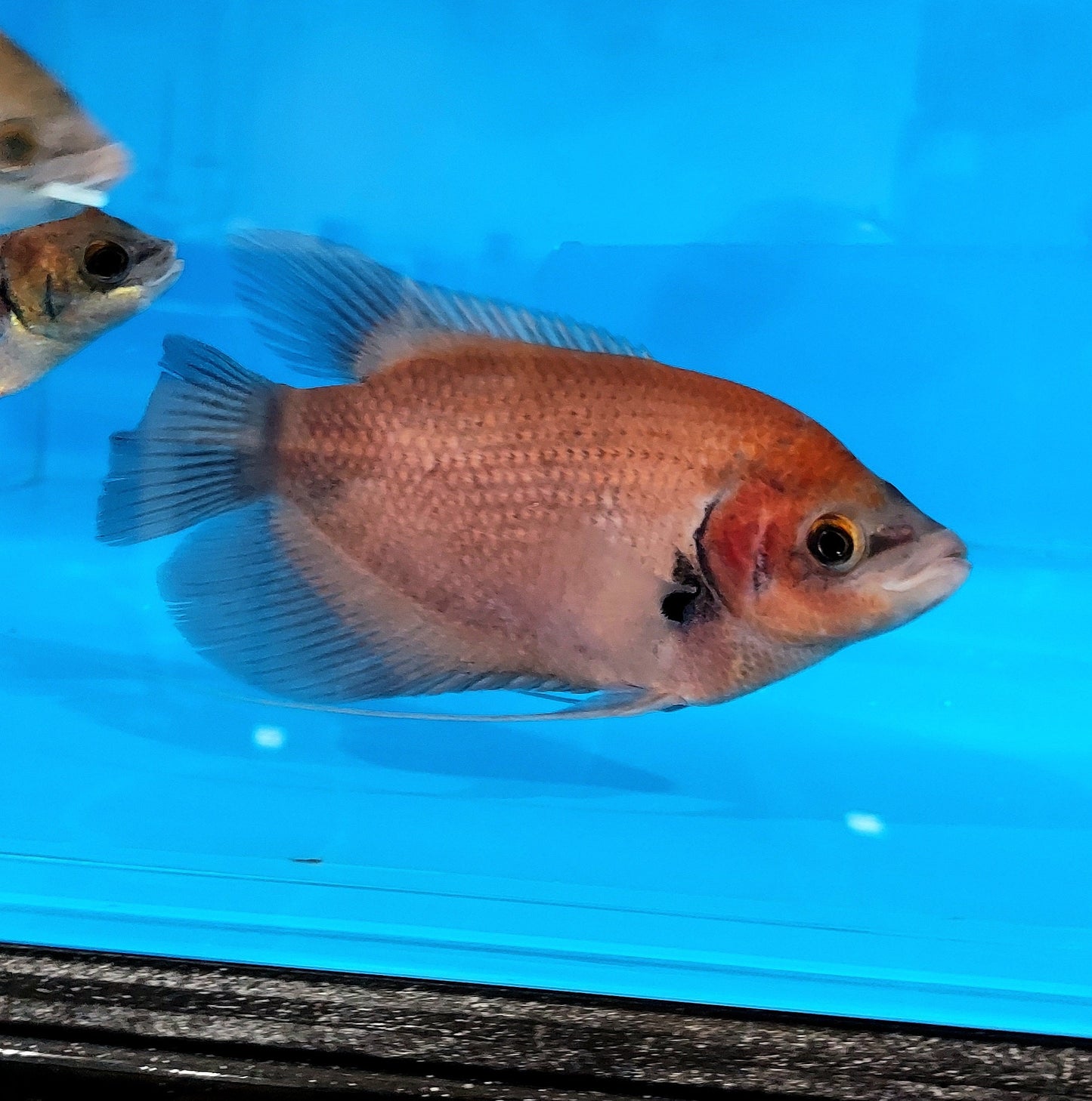 Giant Ruby Red Gourami (Osphronemus septemfasciatus sp)