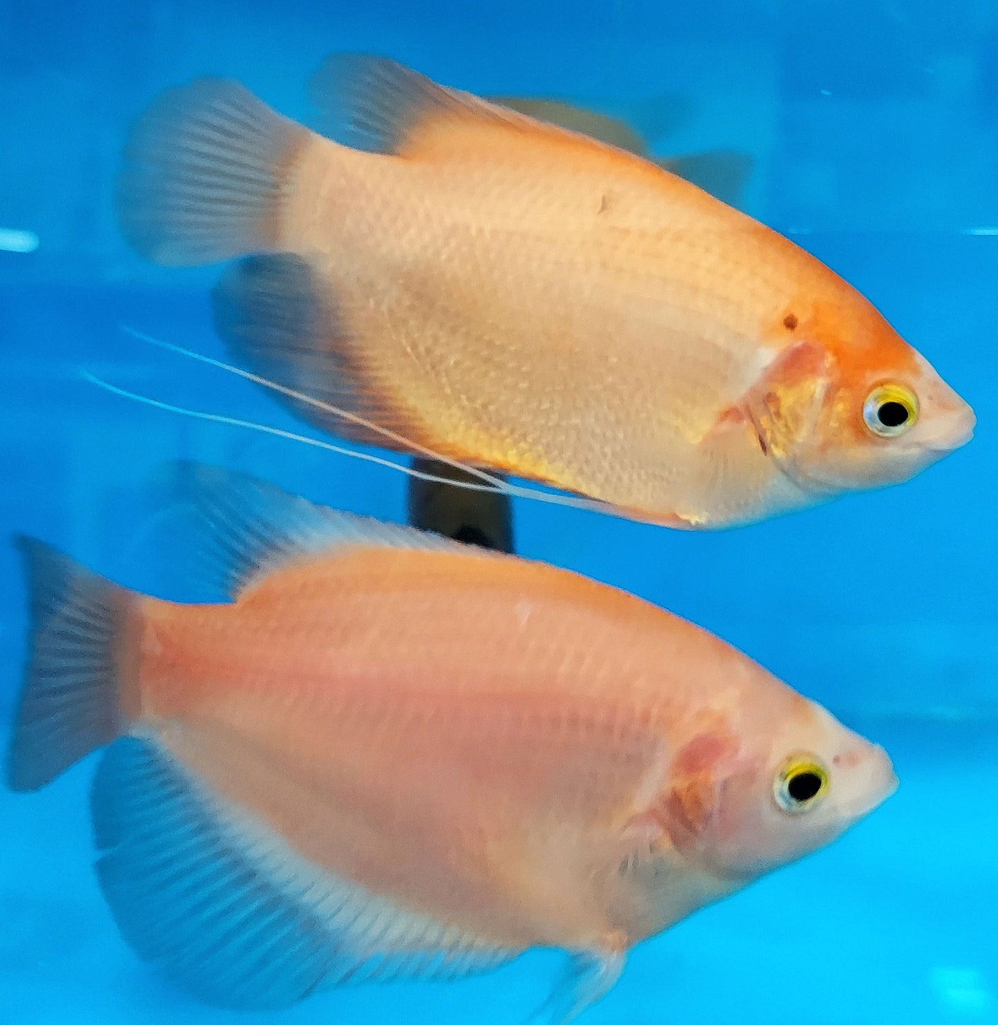 Giant Golden Ruby Red Gourami (Osphronemus septemfasciatus sp)