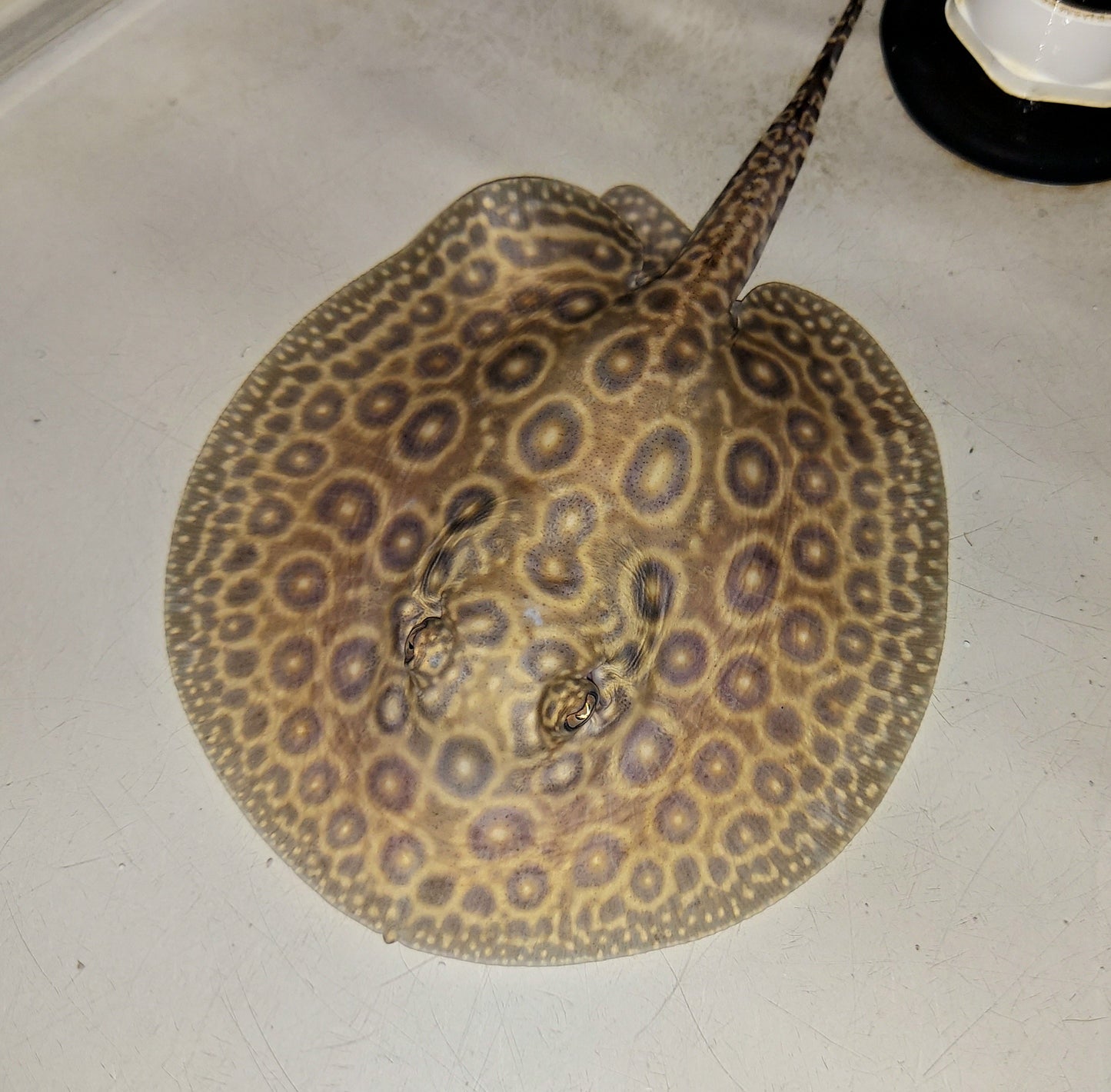 Pearl Freshwater Stingray (Potamotrygon jabuti)