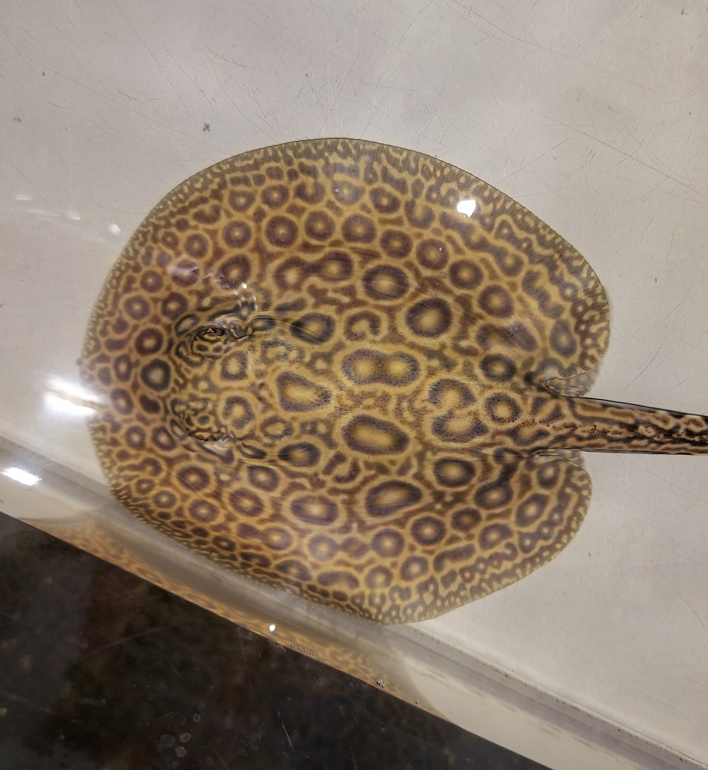 Pearl Freshwater Stingray (Potamotrygon jabuti)